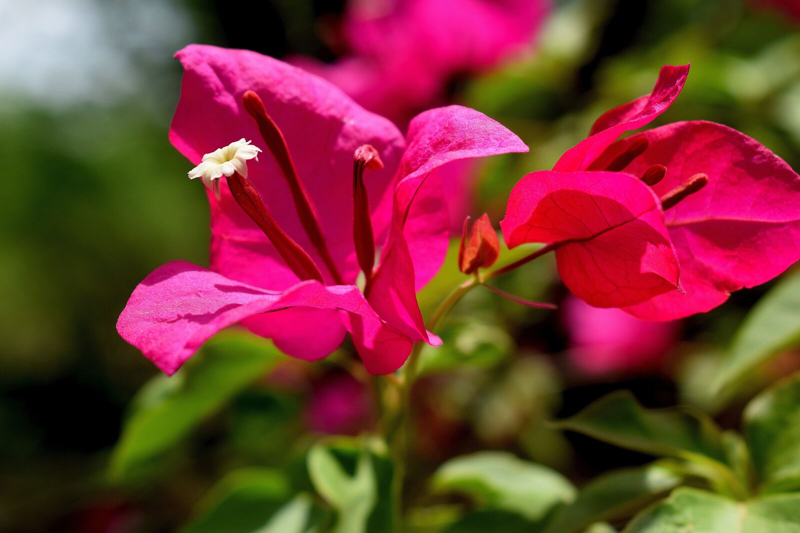Nikon D3300 sample photo. Nature, flowers, red photography