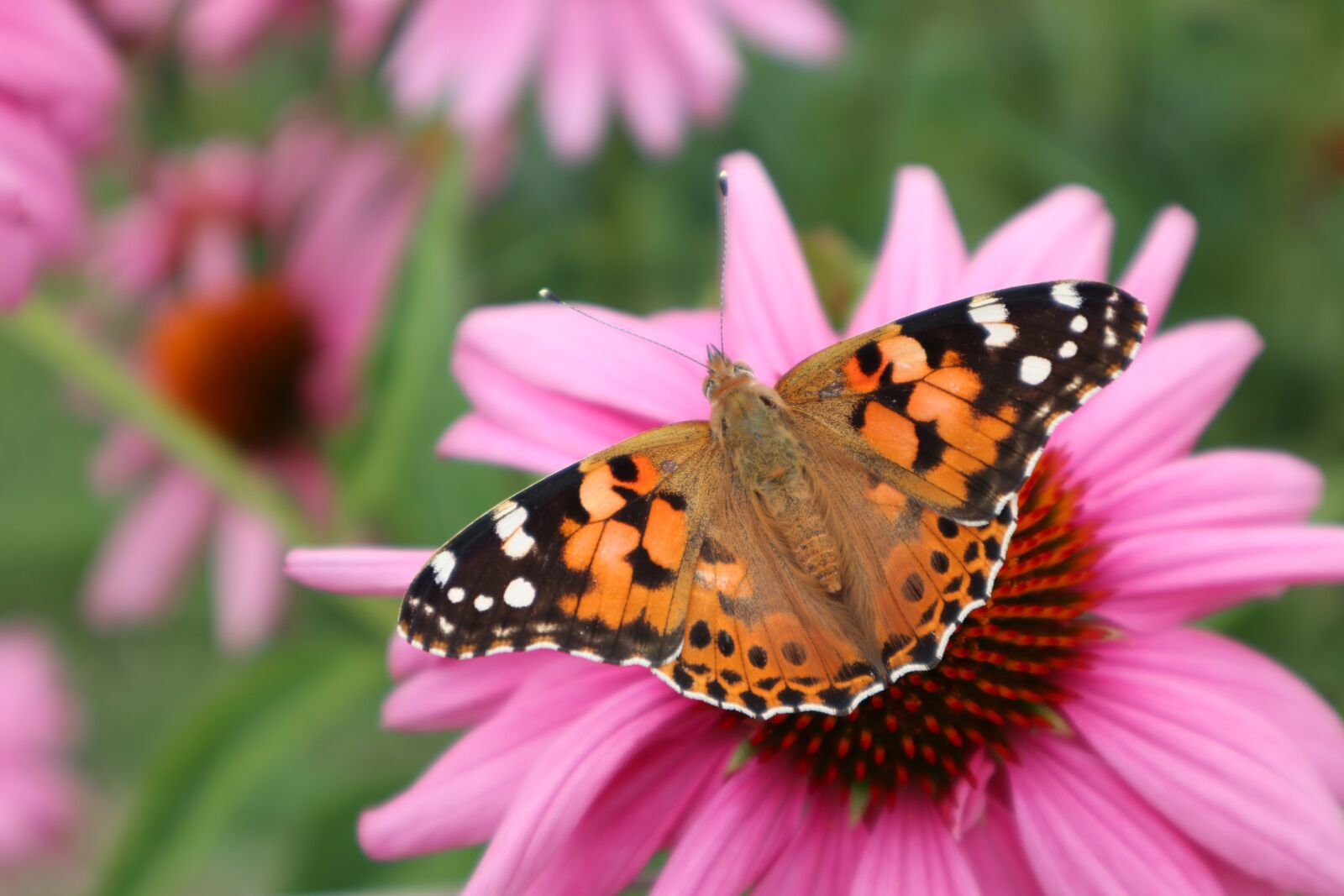 Canon EOS M100 sample photo. Vanessa cardui, butterfly, orange photography