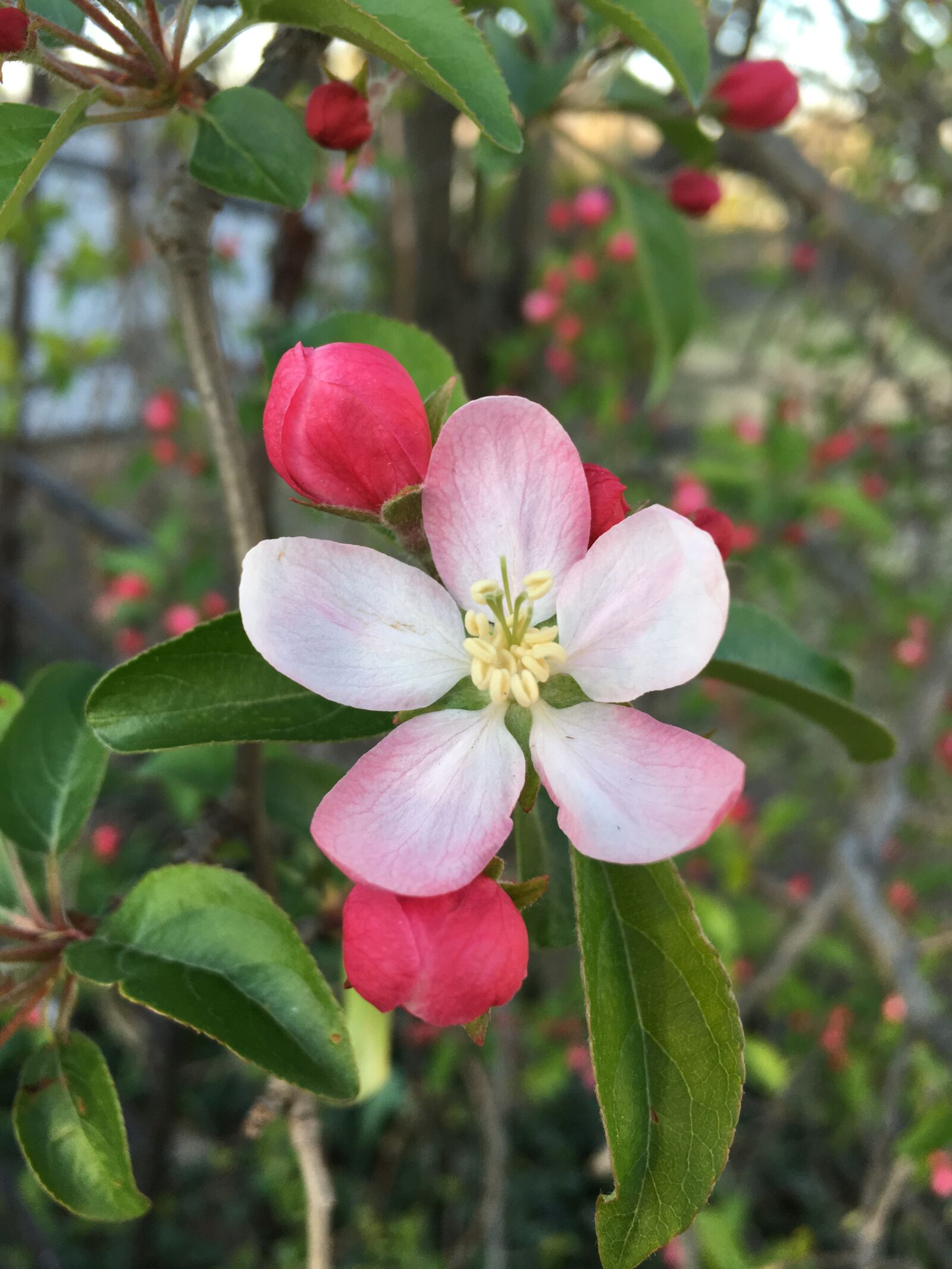 Apple iPhone 6s sample photo. Nature, flower, flora photography