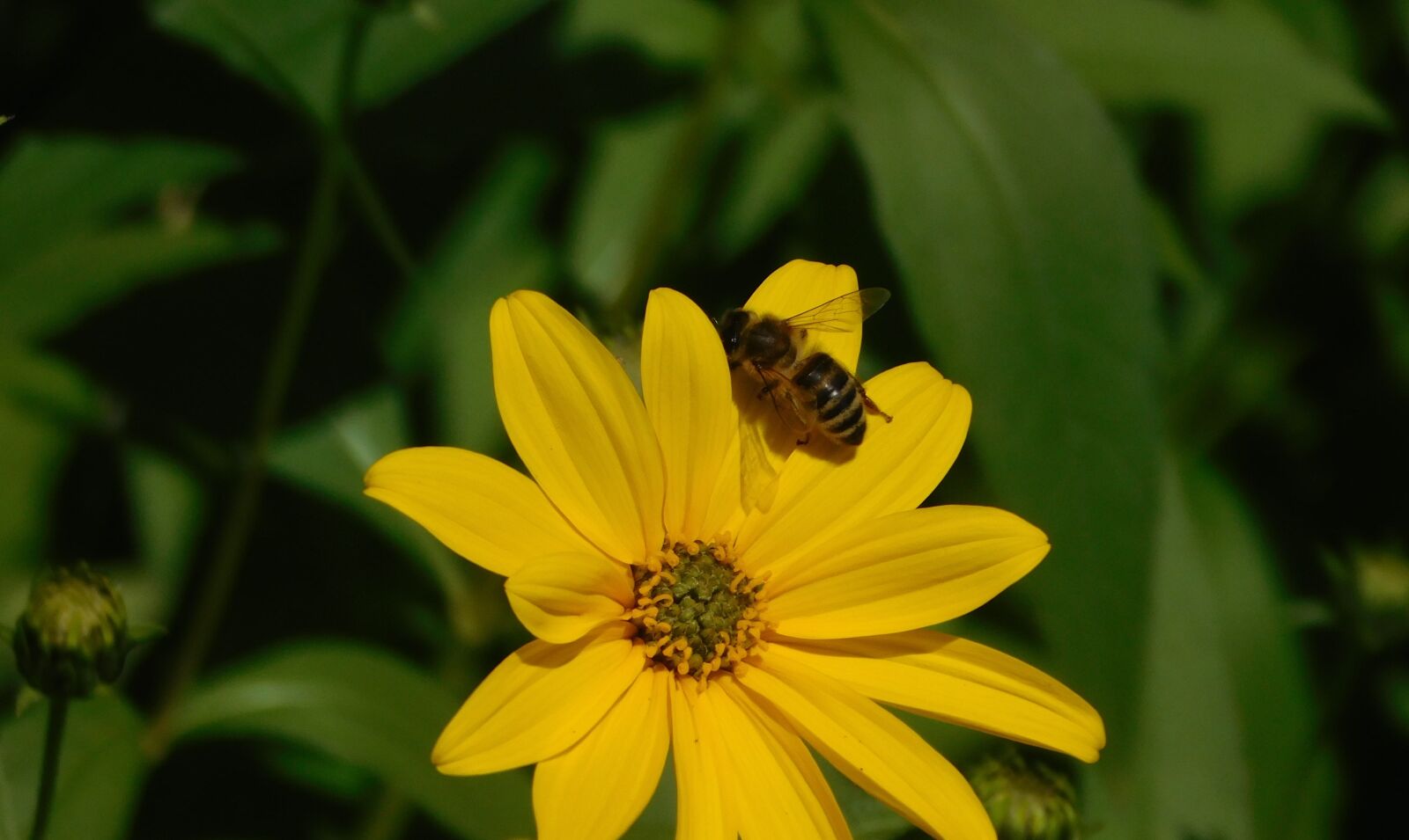 Nikon Coolpix L840 sample photo. Bee, on a flower photography