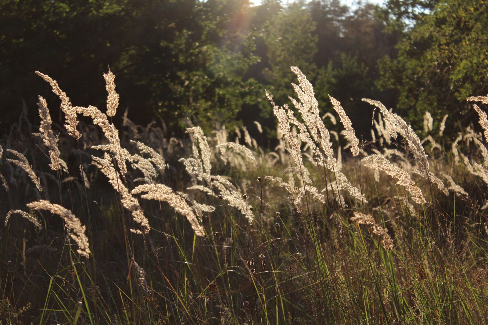 Canon EOS 1200D (EOS Rebel T5 / EOS Kiss X70 / EOS Hi) sample photo. Grasses, meadow, nature photography