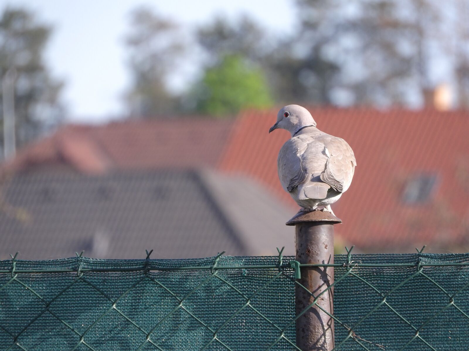 Nikon Coolpix P610 sample photo. Dove, streptopelia decaocto, pigeon photography