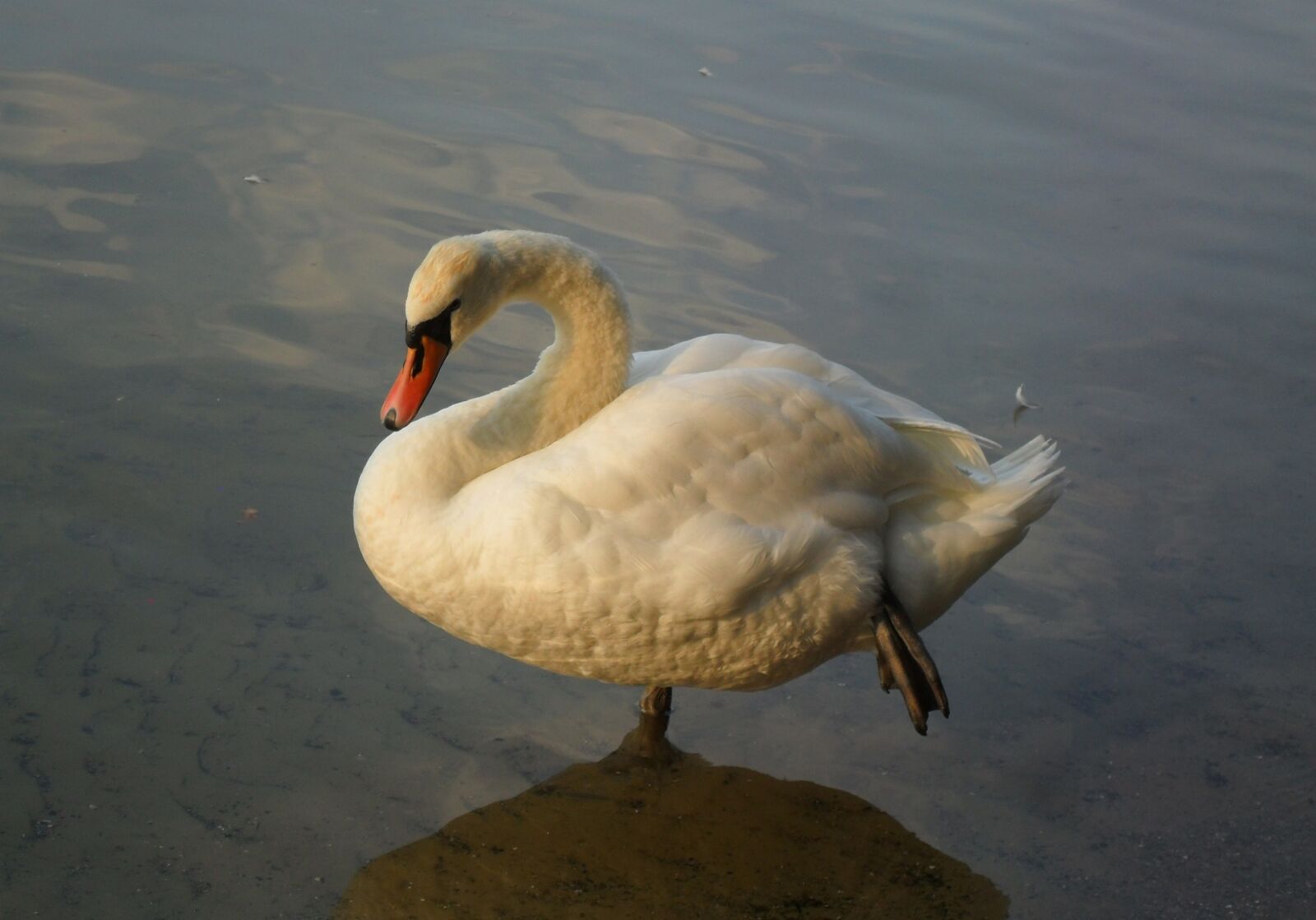 Samsung ES65, ES67 / VLUU ES65, ES67 /  SL50 sample photo. Swan, water bird, pride photography