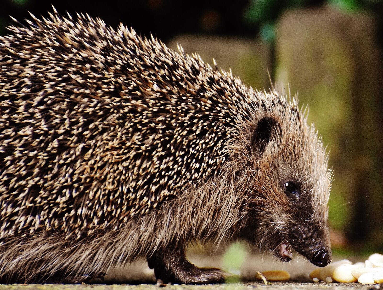 Nikon D7200 sample photo. Hedgehog child, young hedgehog photography