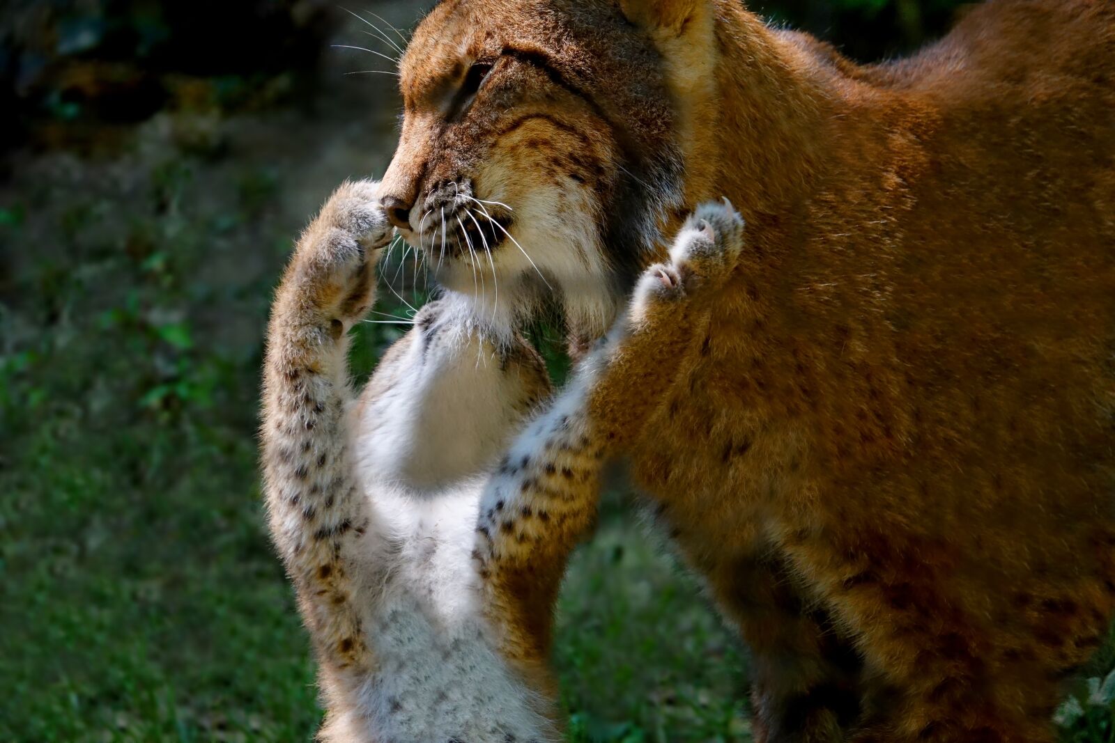 Sony Cyber-shot DSC-RX10 III sample photo. Animals, lynx, lynx mom photography