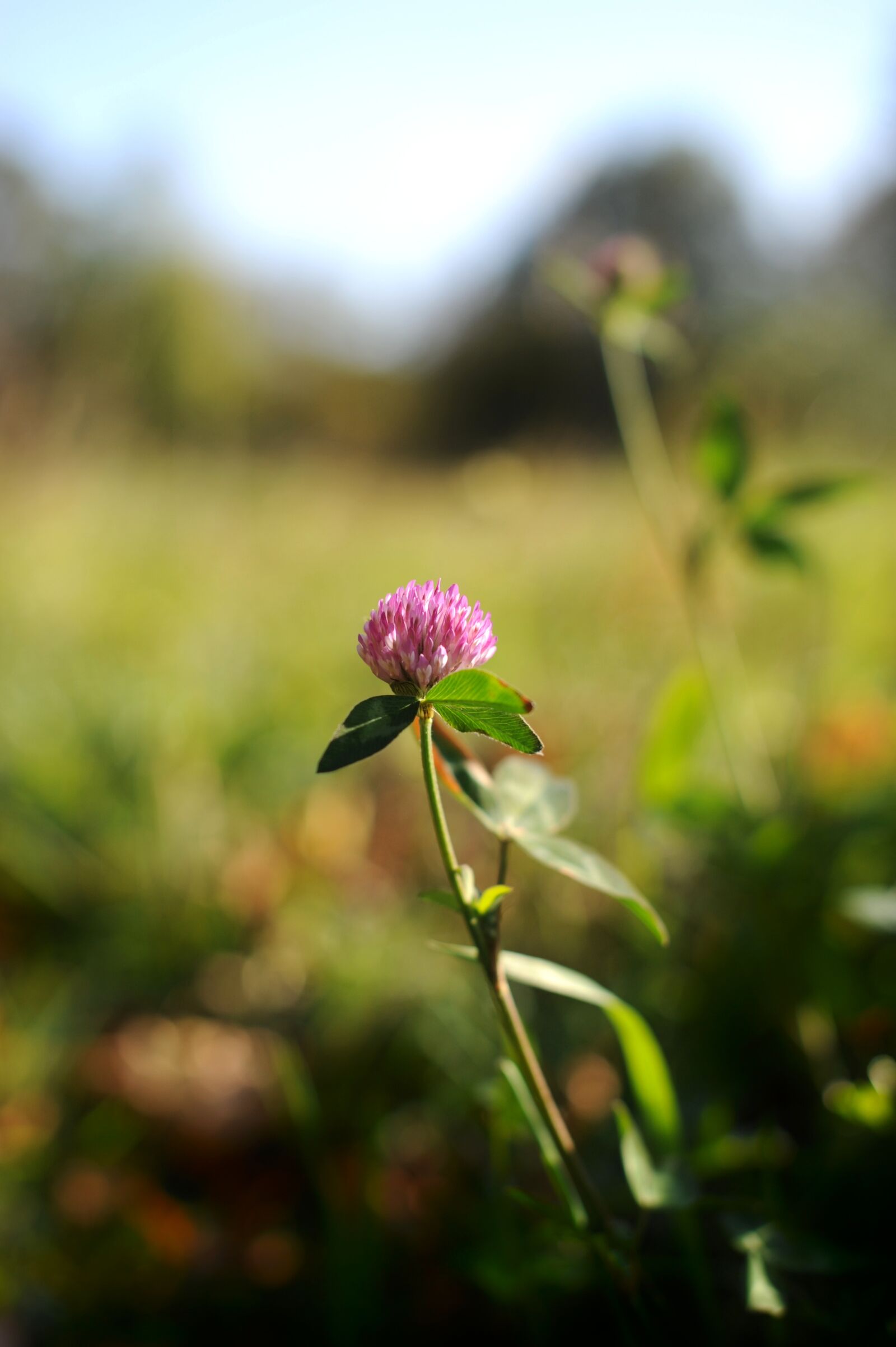 Nikon D700 sample photo. Klee, blossom, bloom photography