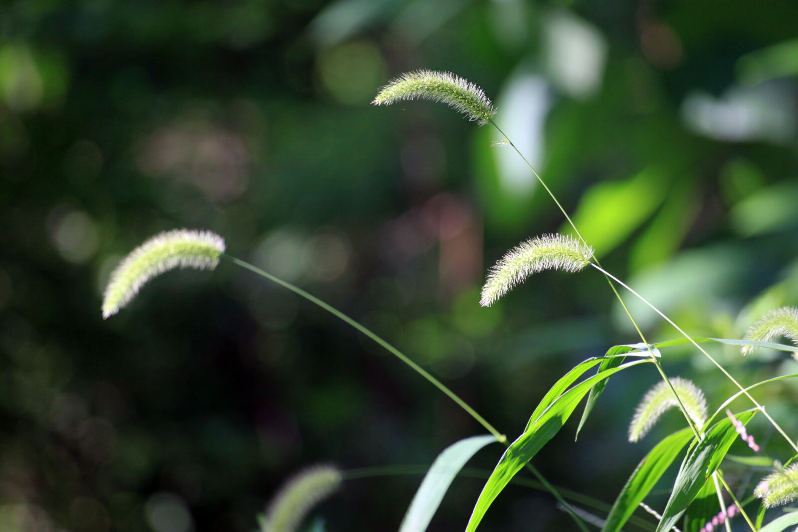 Canon EOS 50D sample photo. Foxtail, nature, wildflower photography