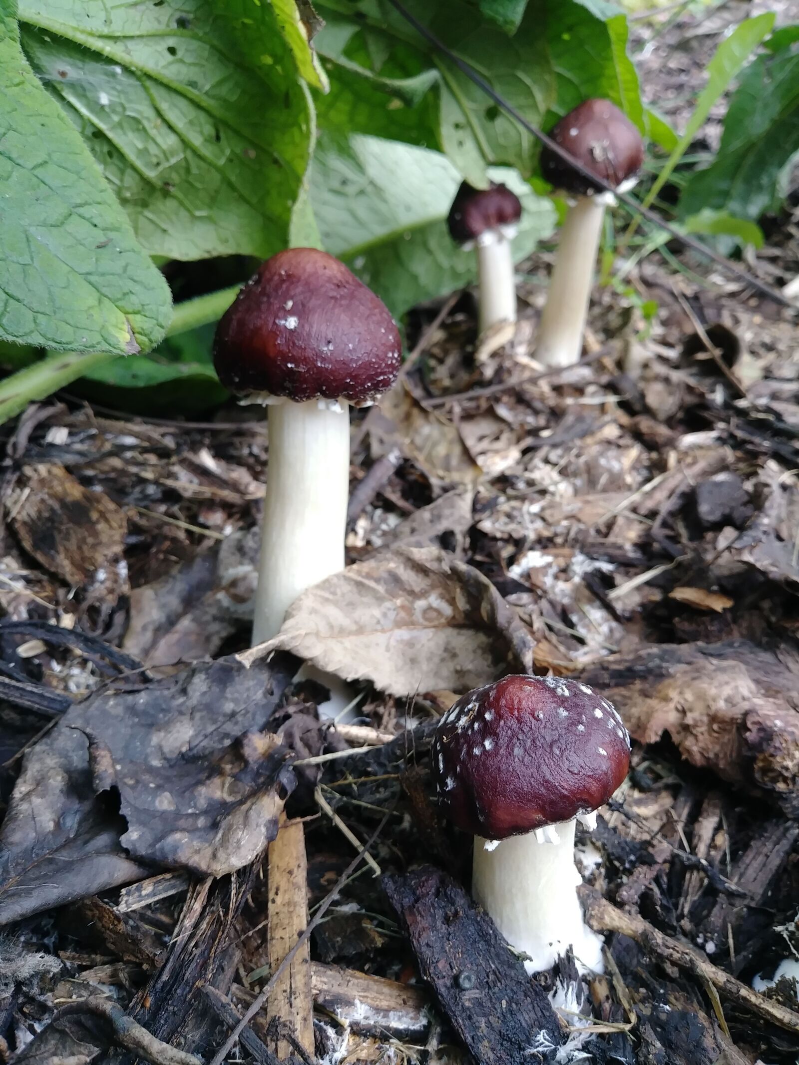 LG STYLO 3 PLUS sample photo. Mushrooms, fungi, log photography
