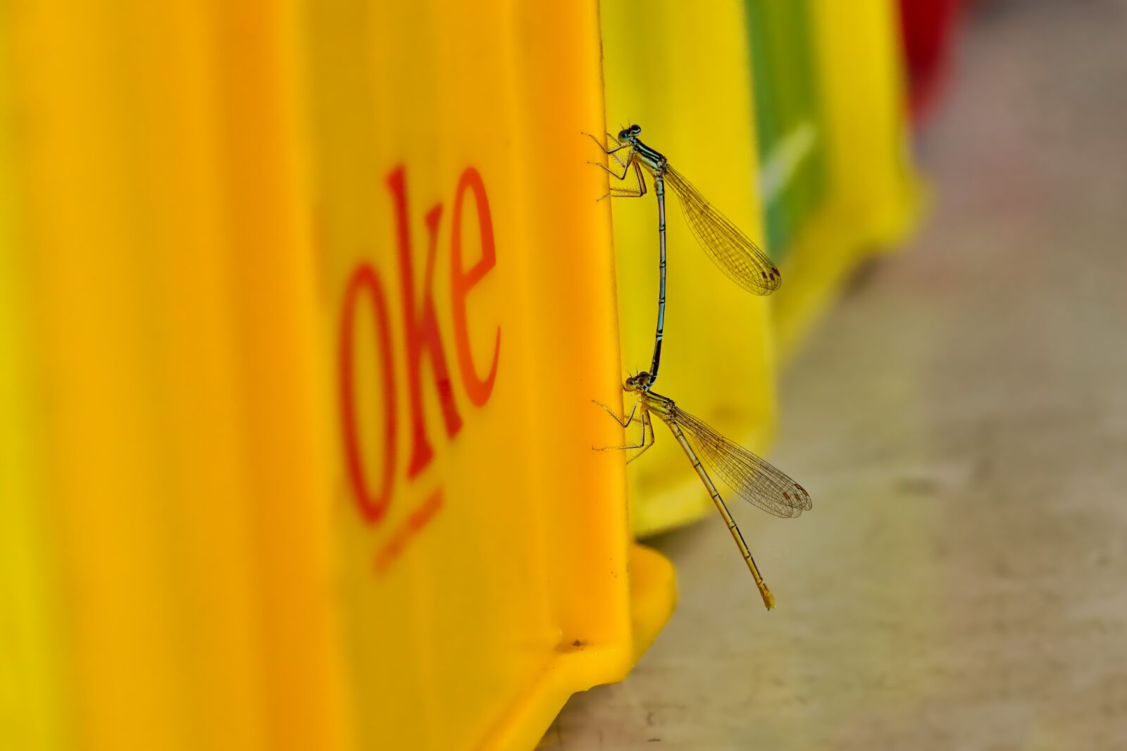 Sony a6000 sample photo. Nature, insect, dragonfly photography
