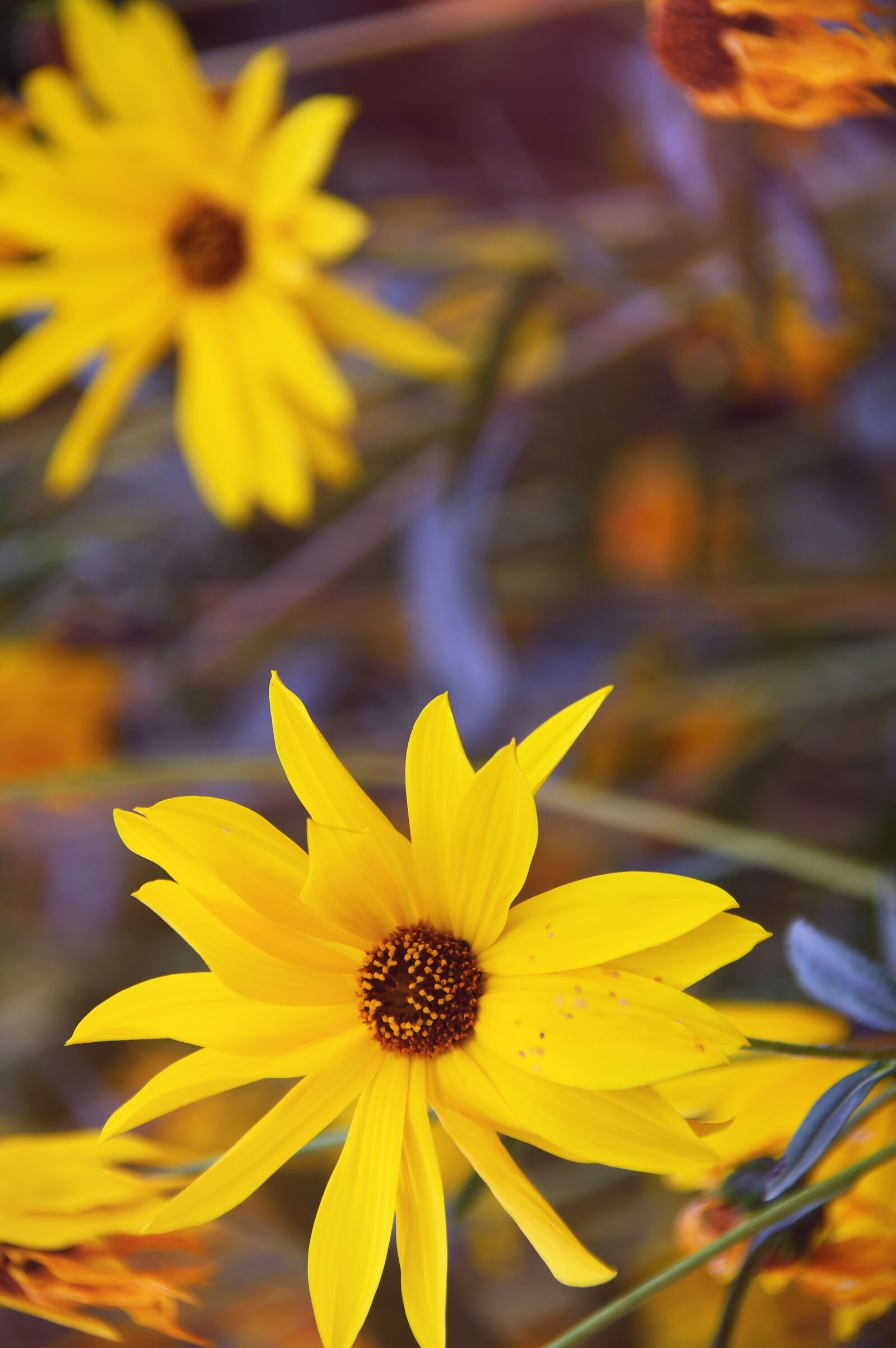 Nikon D3200 sample photo. Yellow flower, yellow, fall photography