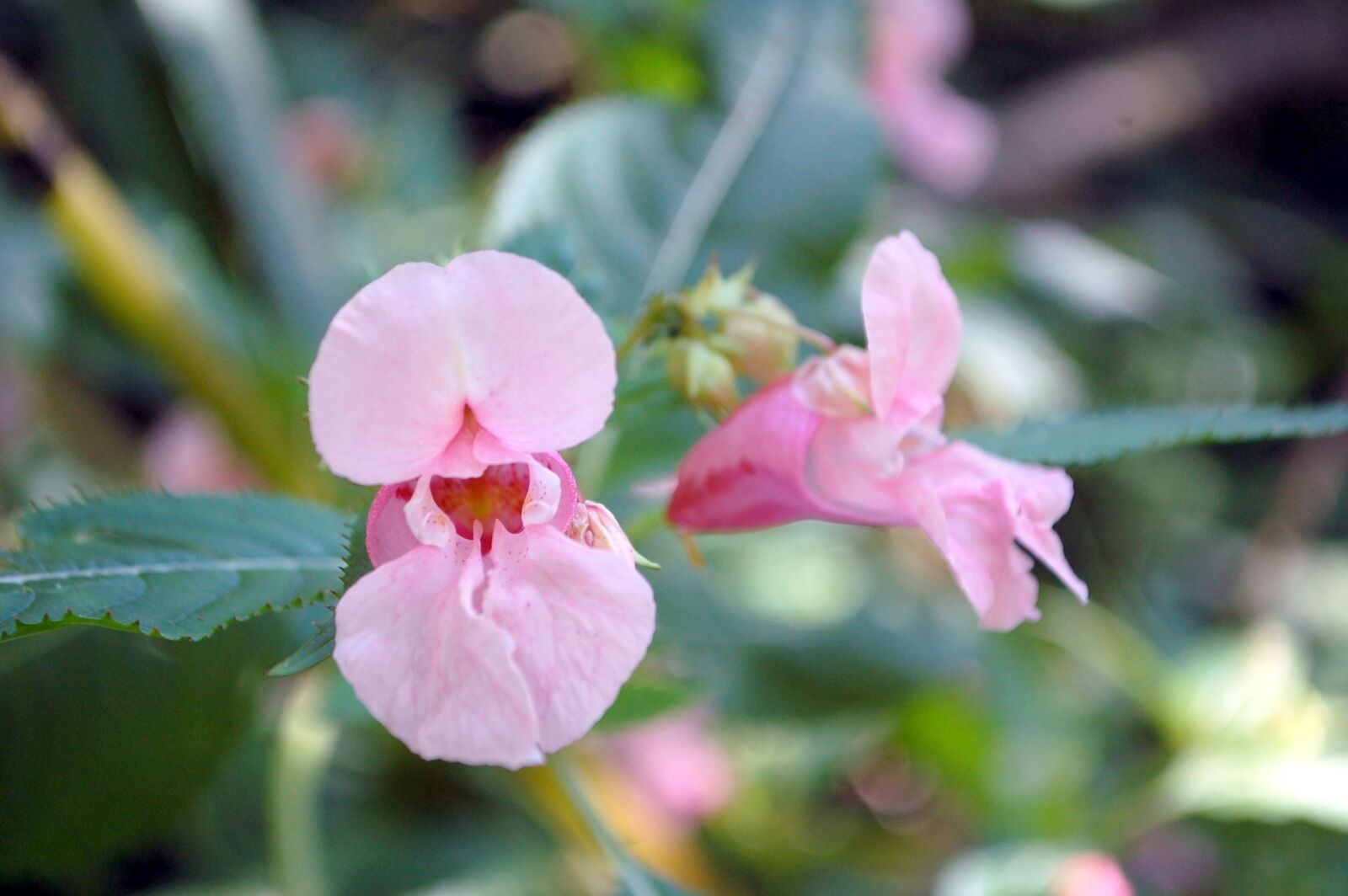Nikon D40 sample photo. Pink, flowers, nature photography