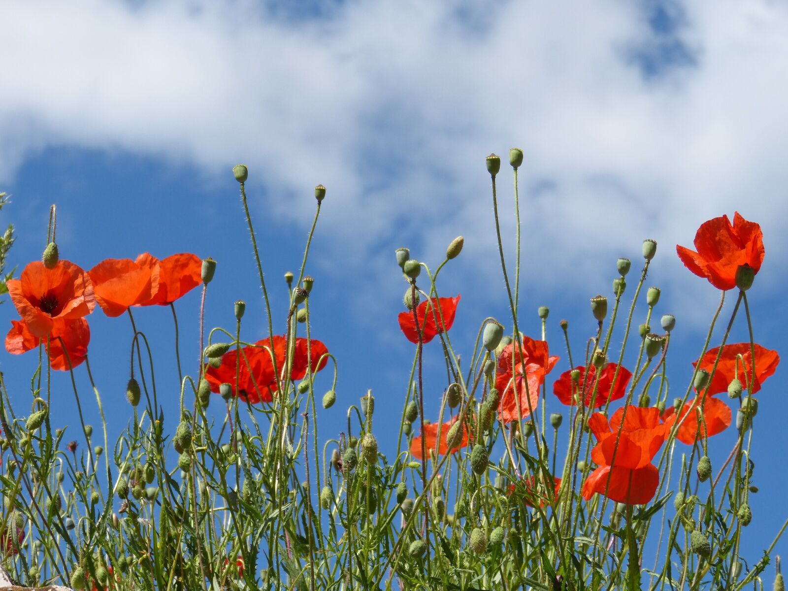 Panasonic DMC-FZ62 sample photo. Poppies, ababol, rosella photography