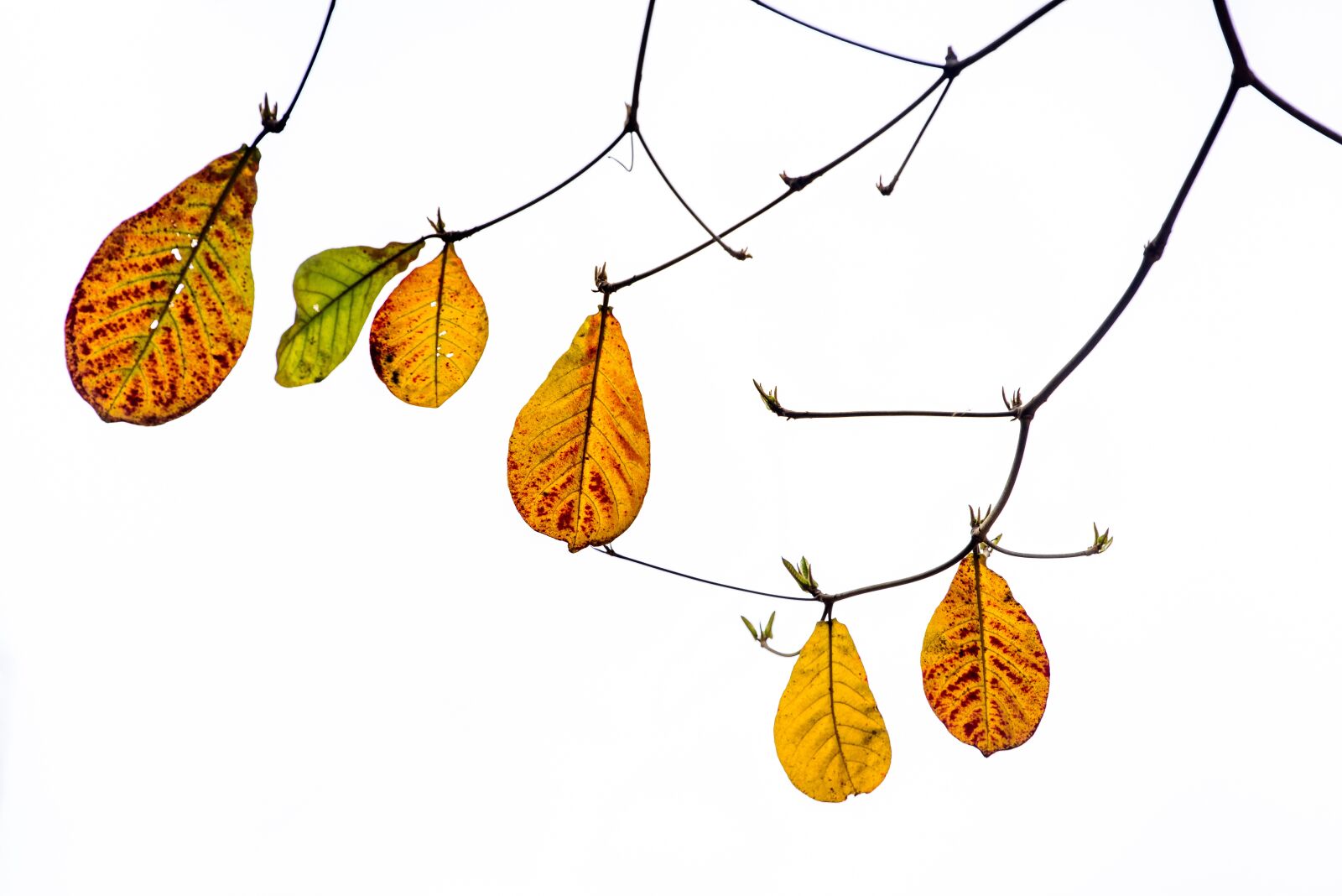Nikon D810 sample photo. Red leaf season in photography