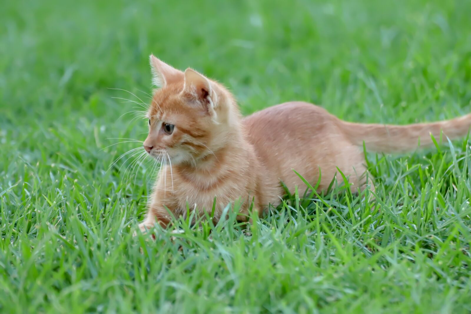 Canon EOS 200D (EOS Rebel SL2 / EOS Kiss X9) sample photo. Cat, red, kitten photography