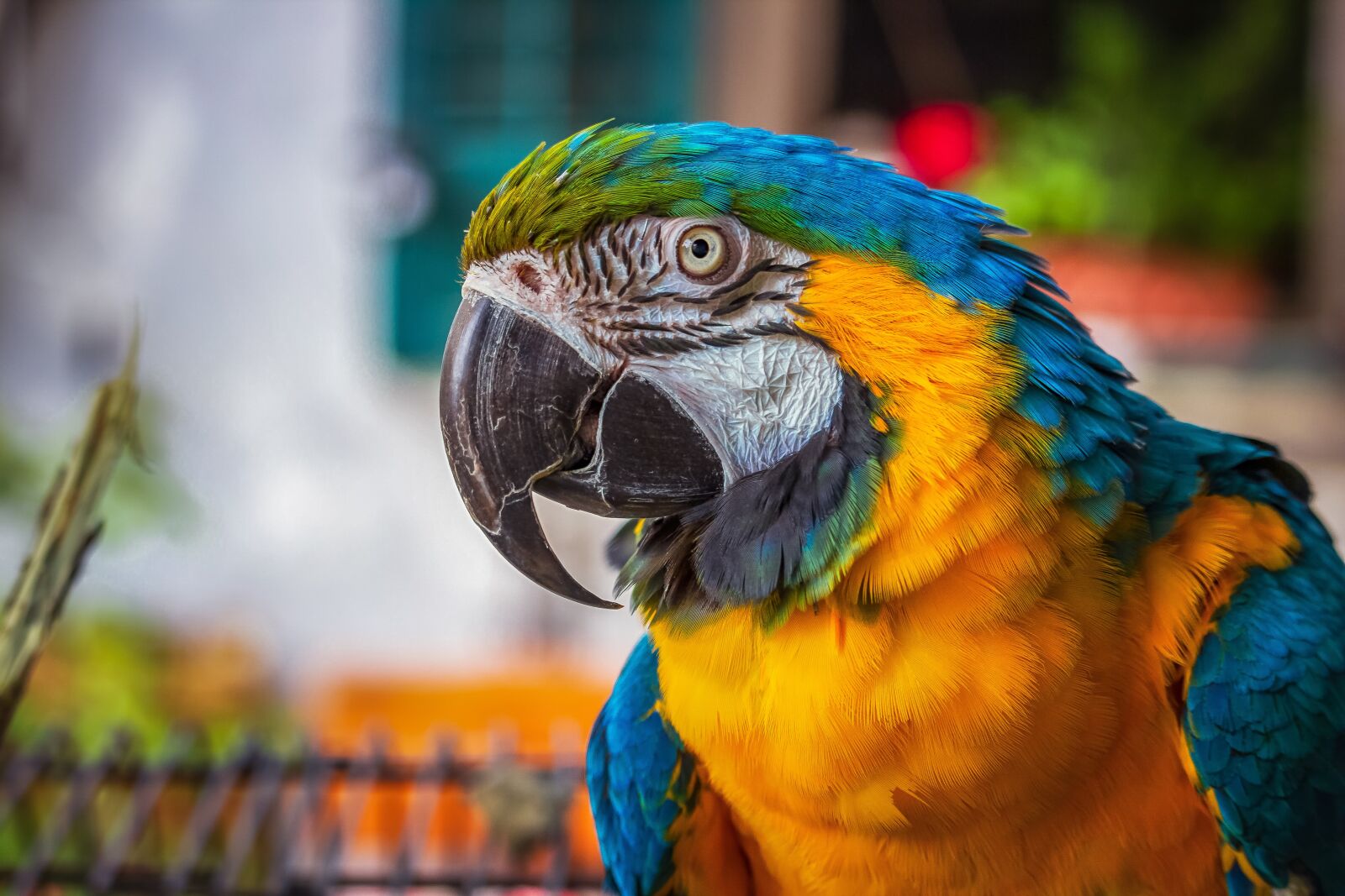 Canon EOS 600D (Rebel EOS T3i / EOS Kiss X5) + Canon EF-S 55-250mm F4-5.6 IS STM sample photo. Parrot, yellow macaw, portrait photography