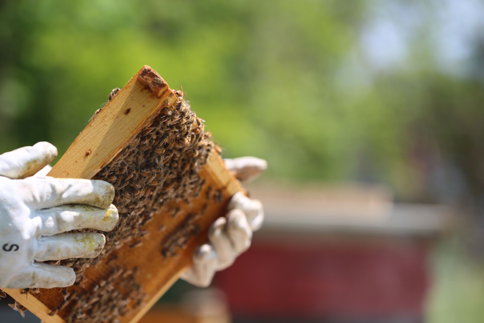 Canon EF 180mm F3.5L Macro USM sample photo. Beekeeper, gloves, hives photography