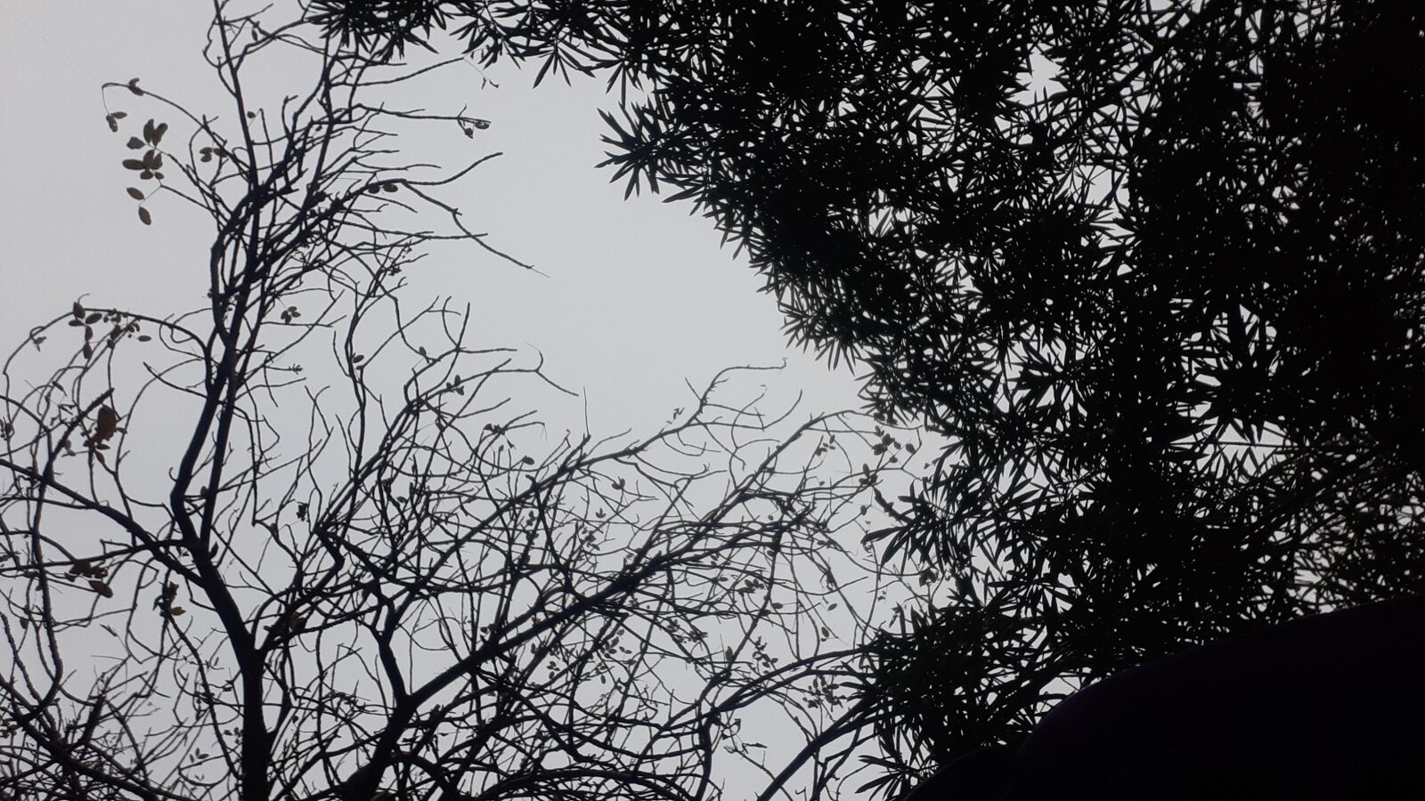 Samsung SM-M205F sample photo. Blank white picture, tree photography