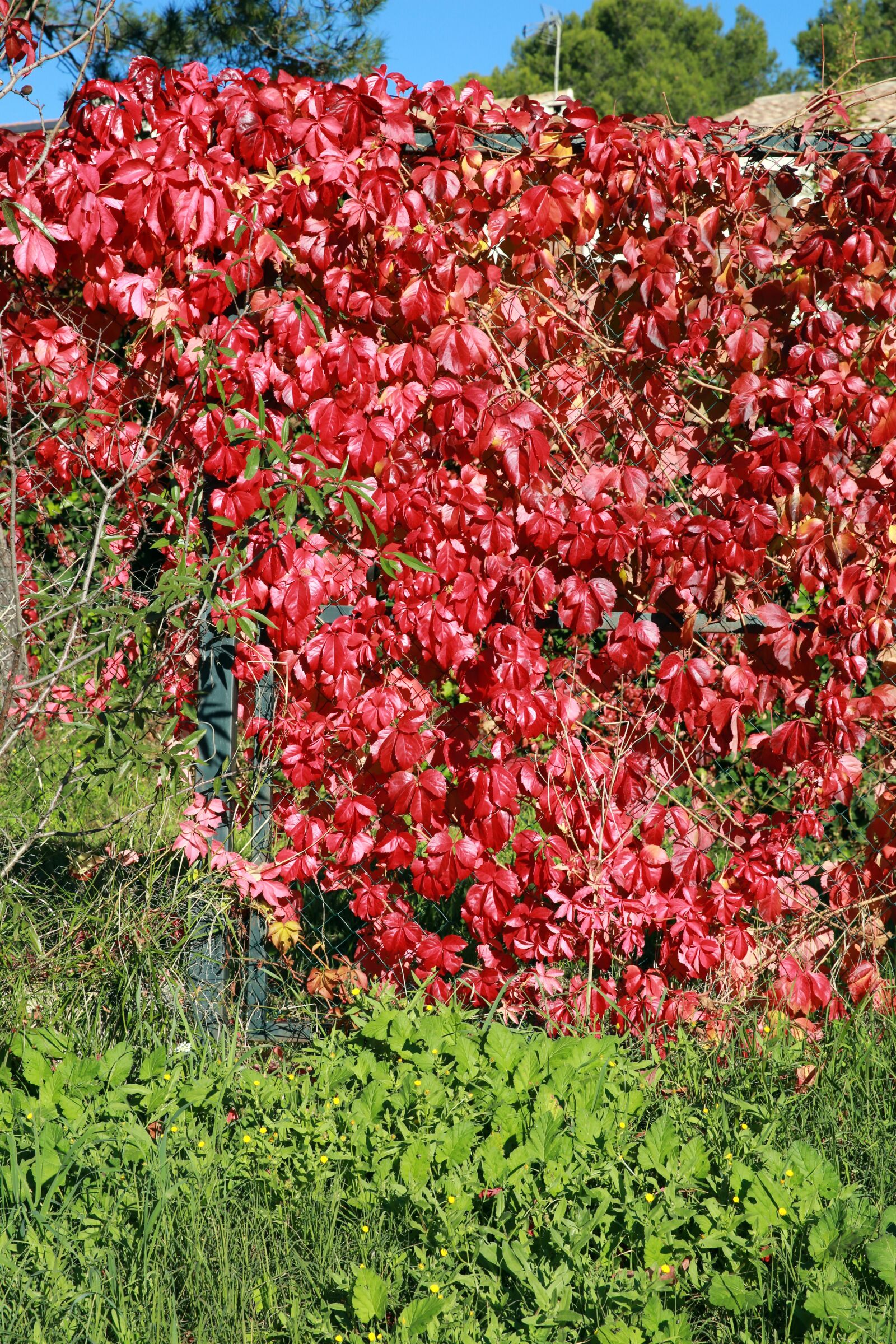 Canon EF 24-70mm F2.8L II USM sample photo. Fall, foliage, nature photography