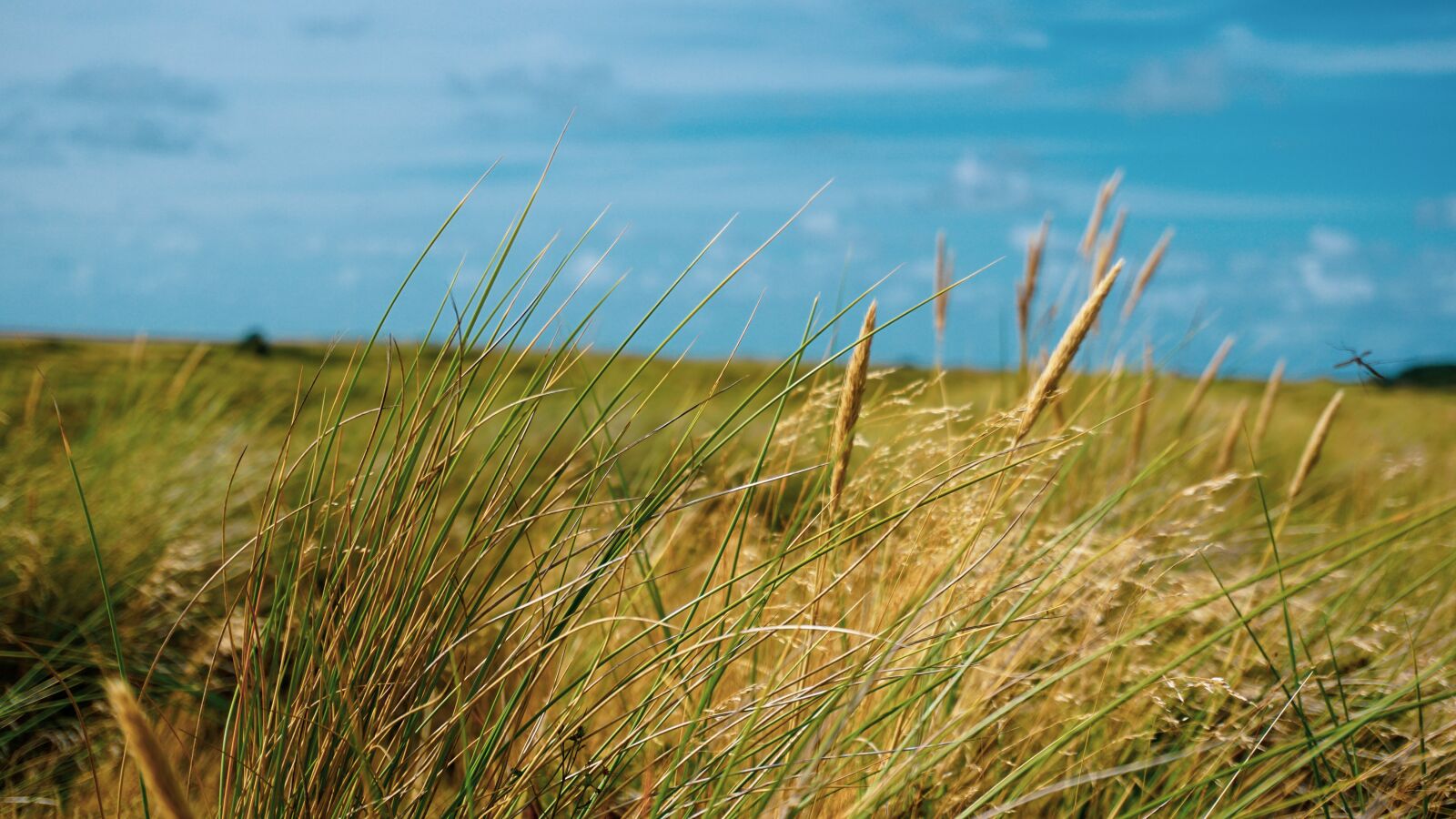 Sony a6000 sample photo. Reeds, plants, grass photography