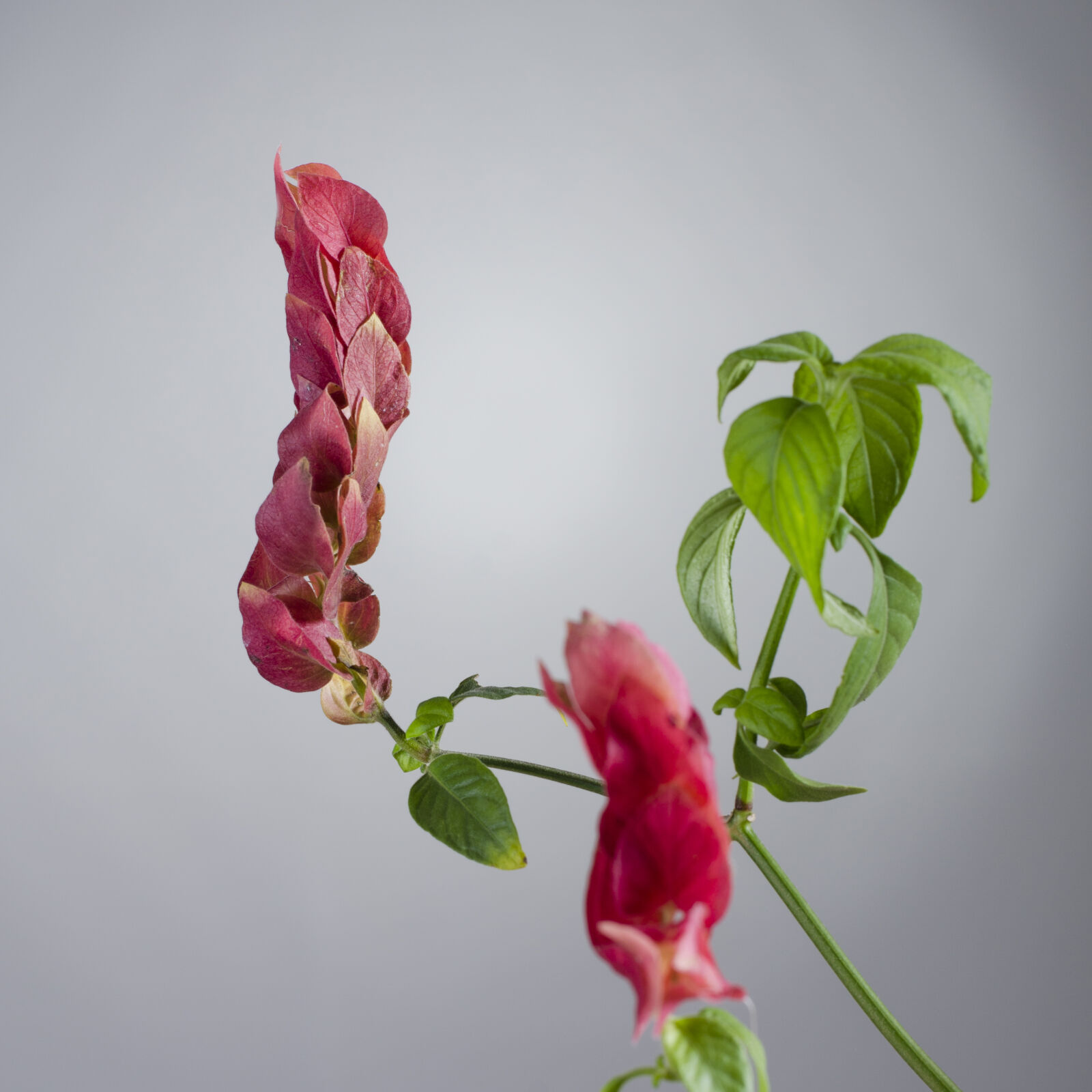 Nikon D7000 + Nikon AF-S Nikkor 50mm F1.8G sample photo. Abstract, abstrato, background, brazilian photography