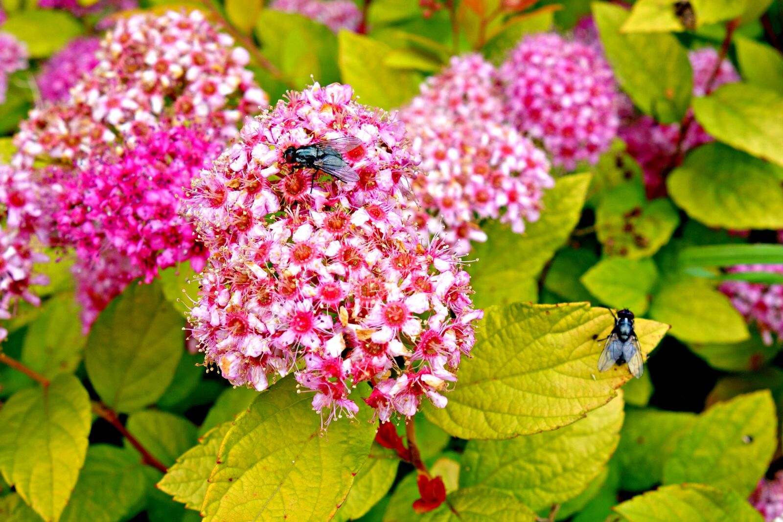 Sony Cyber-shot DSC-RX100 sample photo. Sedum, flower, pink photography