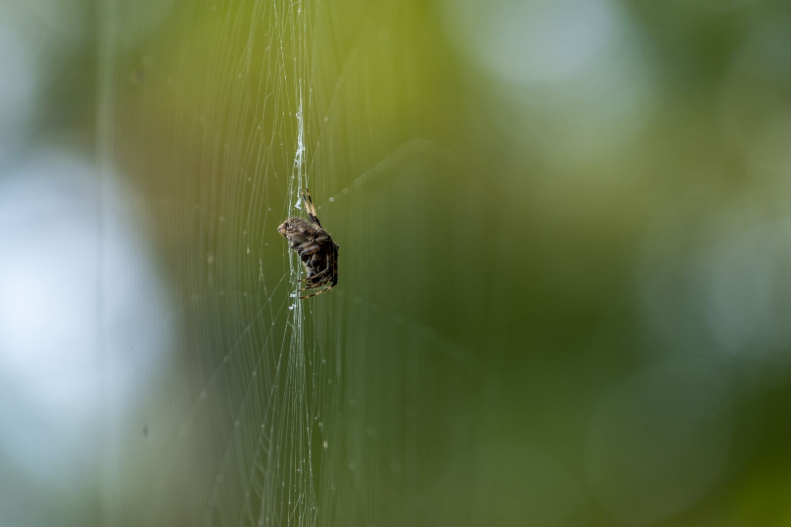 Panasonic Lumix DMC-FZ1000 sample photo. Spider, web, insect photography