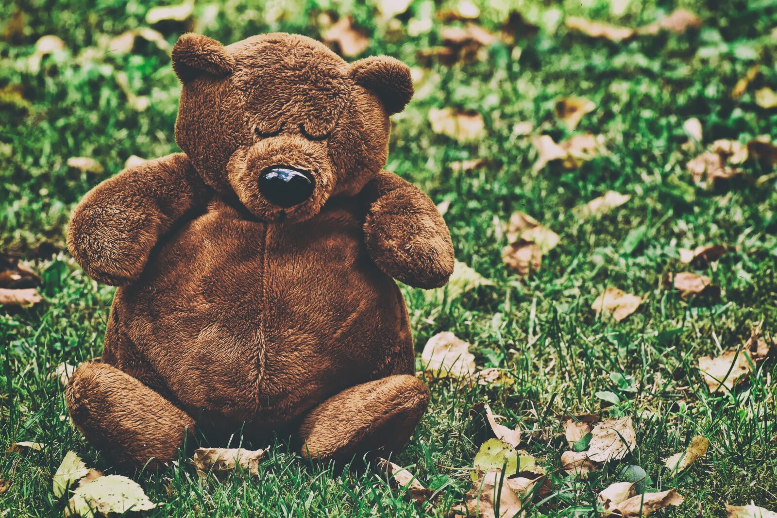Nikon D7200 sample photo. Teddy, cute, sleep photography