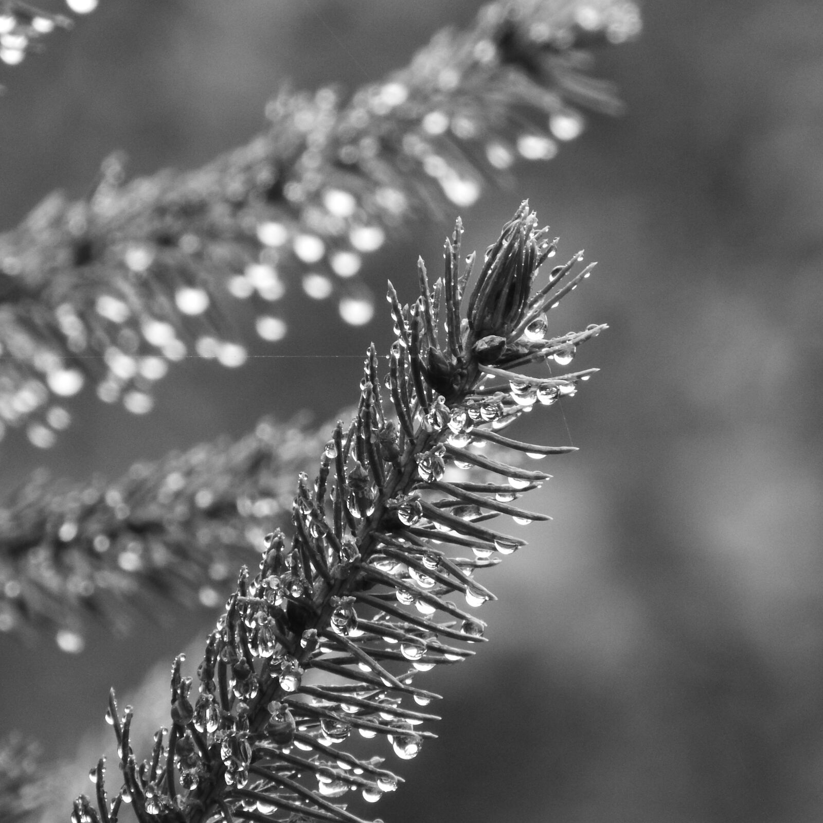 Nikon Coolpix P610 sample photo. Spruce, evergreen tree, dew photography
