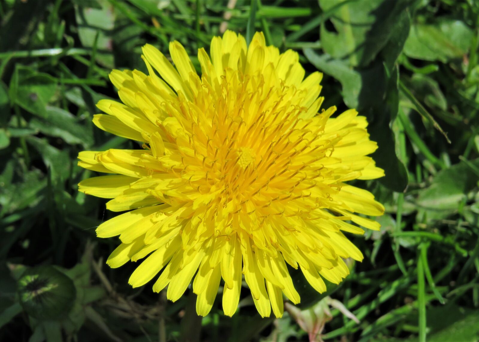 Canon PowerShot SX540 HS sample photo. Dandelion, weed, yellow photography
