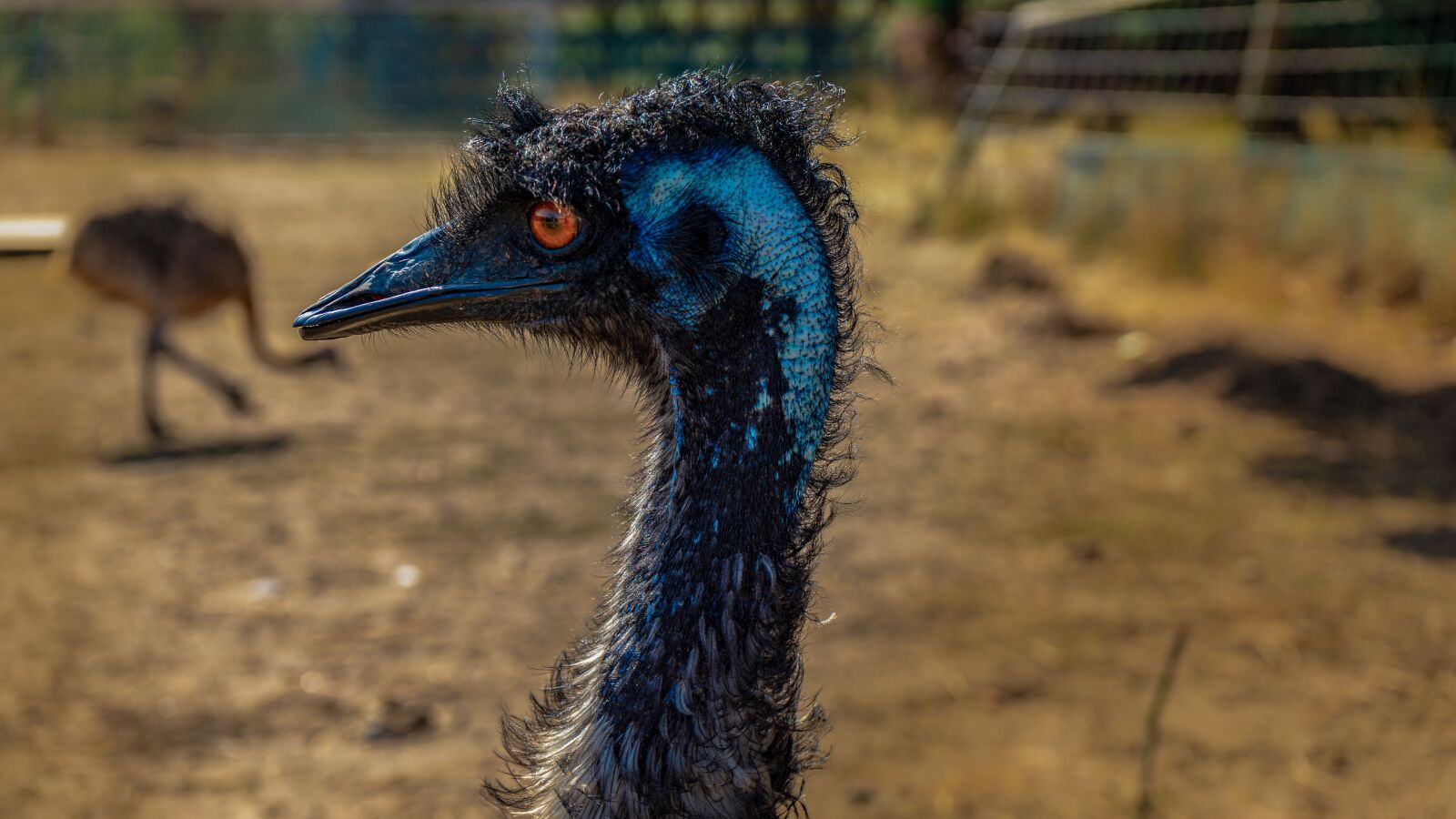 Sony a7 II + Sony FE 28-70mm F3.5-5.6 OSS sample photo. Emu, bird, animal photography