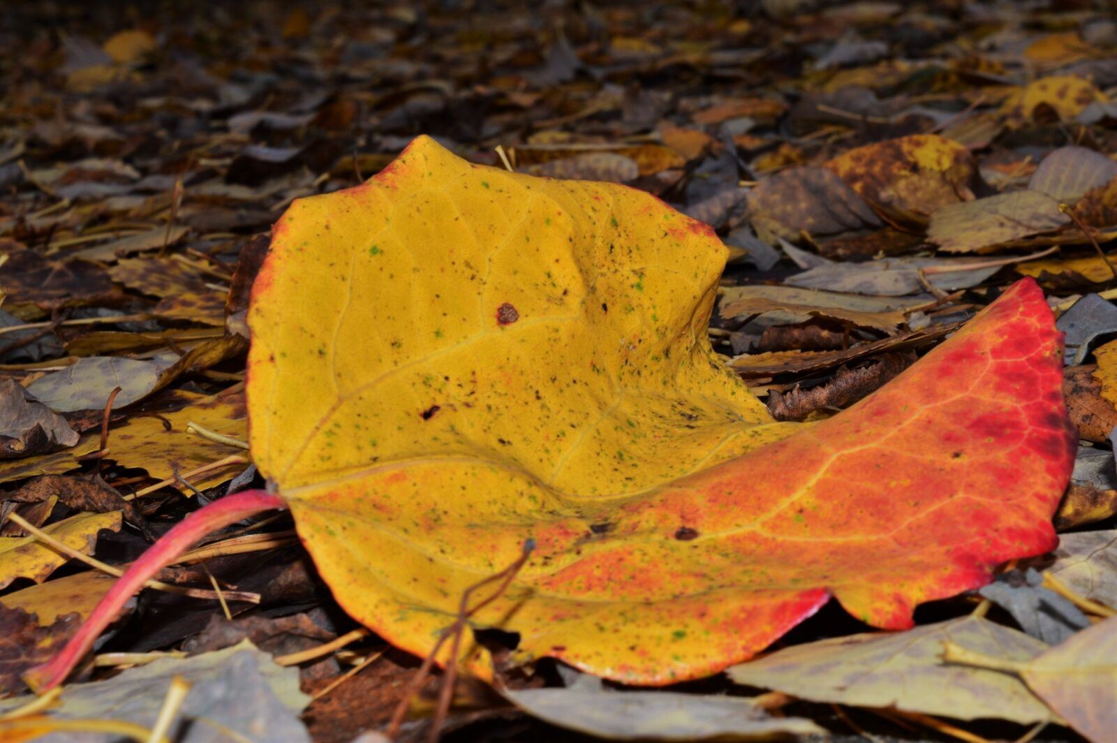 Nikon D3200 sample photo. Autumn, sheet, golden autumn photography