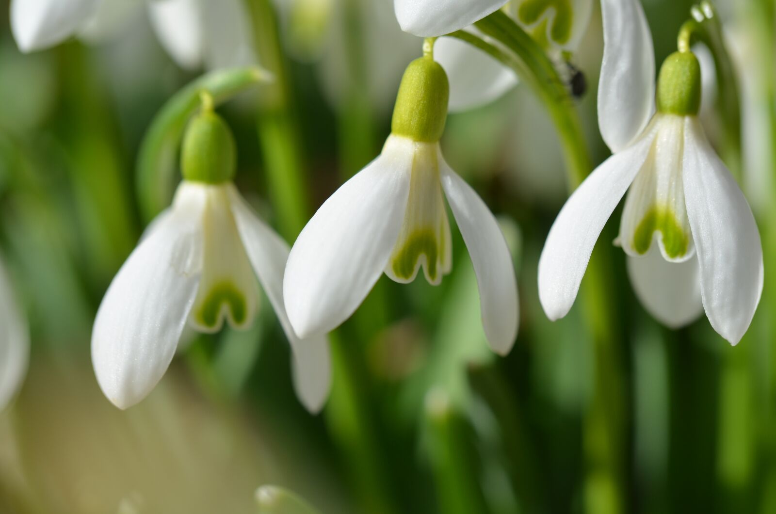 Nikon D5100 sample photo. Schneegloeckcken, spring, white photography