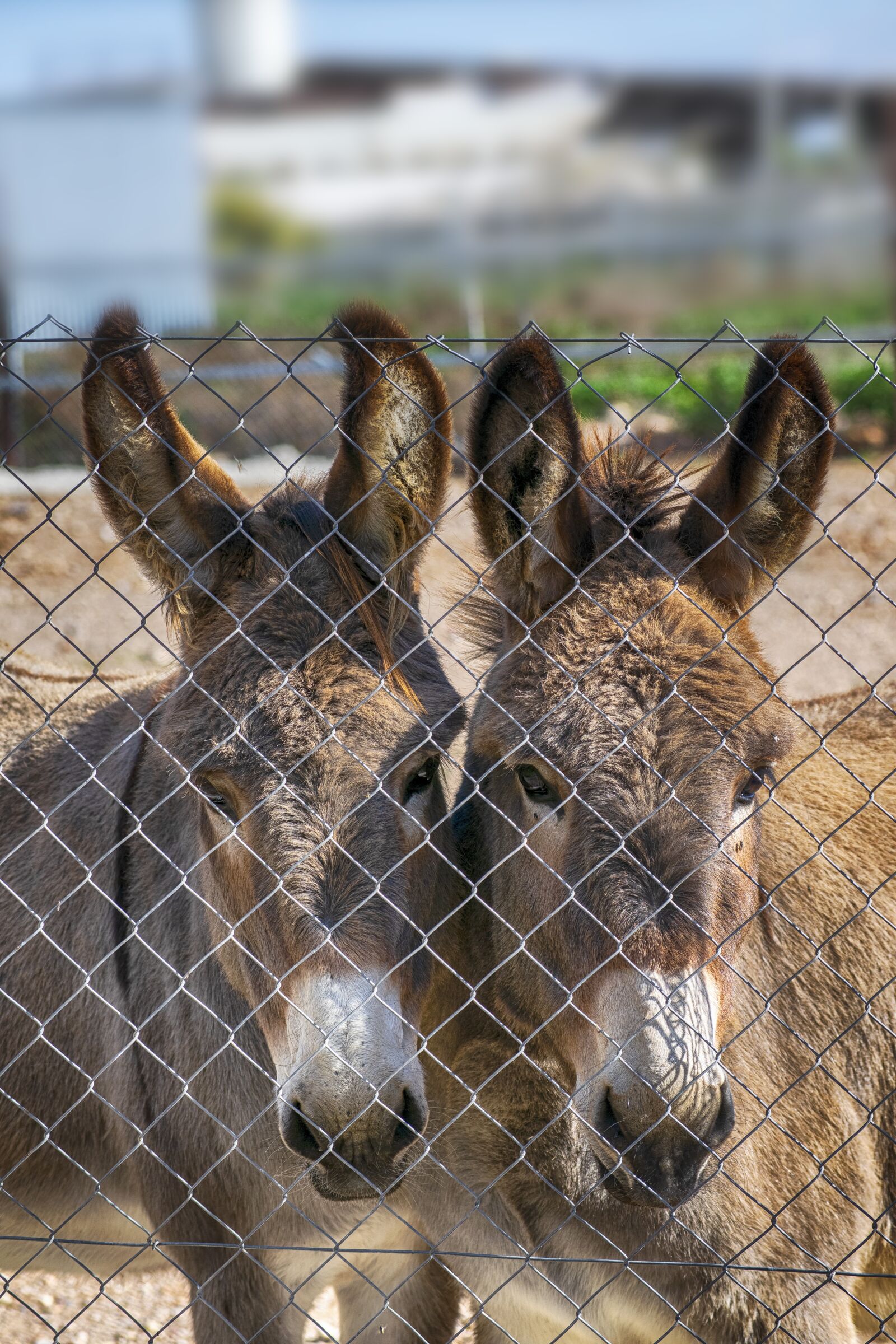 Nikon D3300 sample photo. Donkeys, animal, head photography