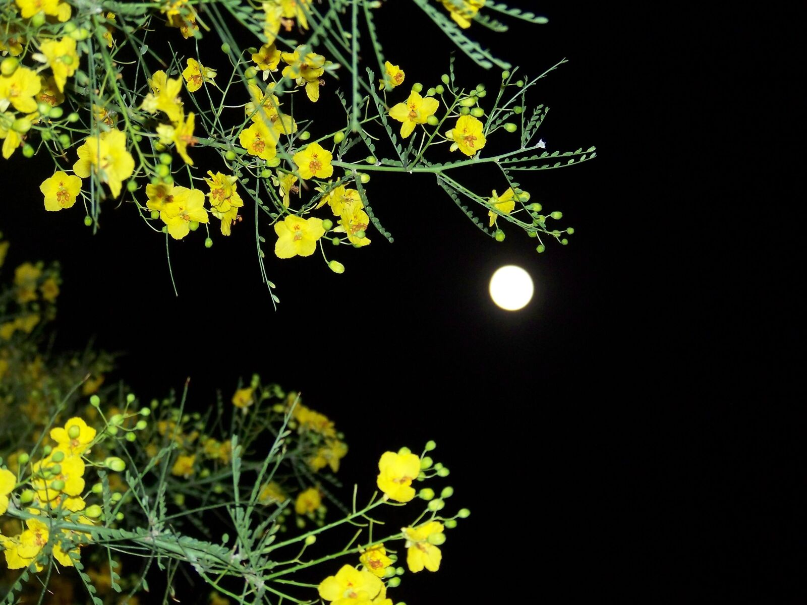 Kodak Z712 IS ZOOM DIGITAL CAMERA sample photo. Blooming branches, night sky photography