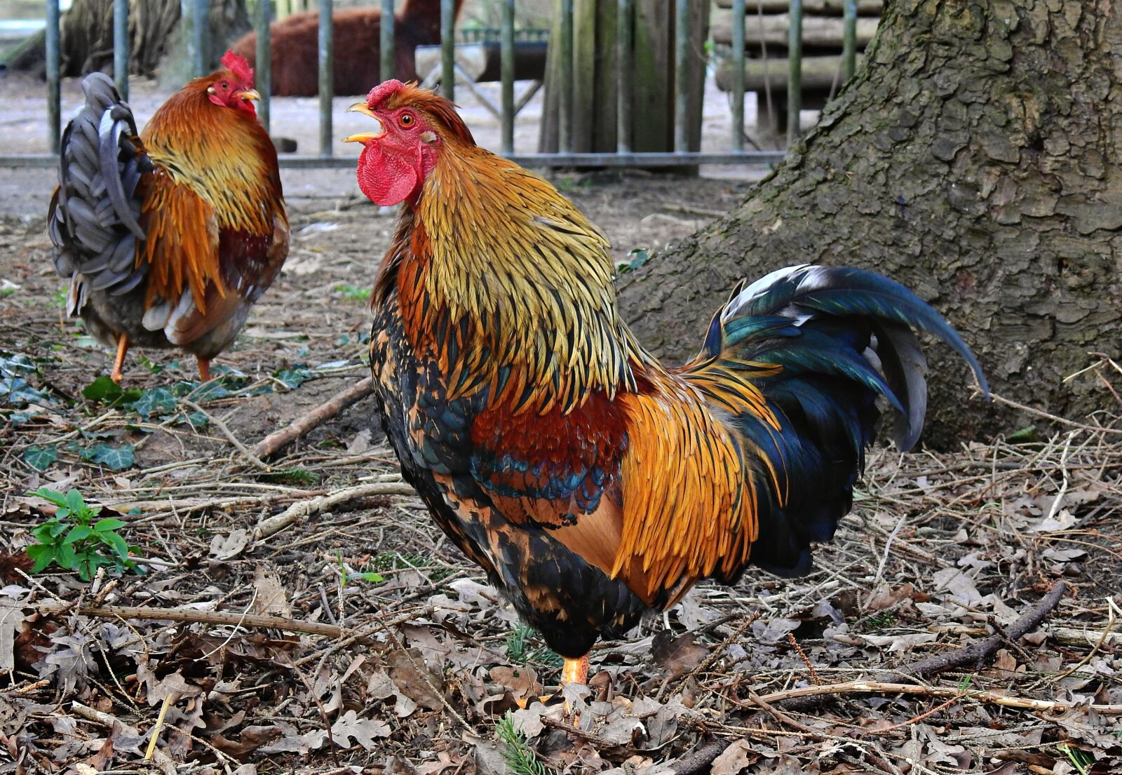 Nikon Coolpix P900 sample photo. Rooster, chicken, bird photography
