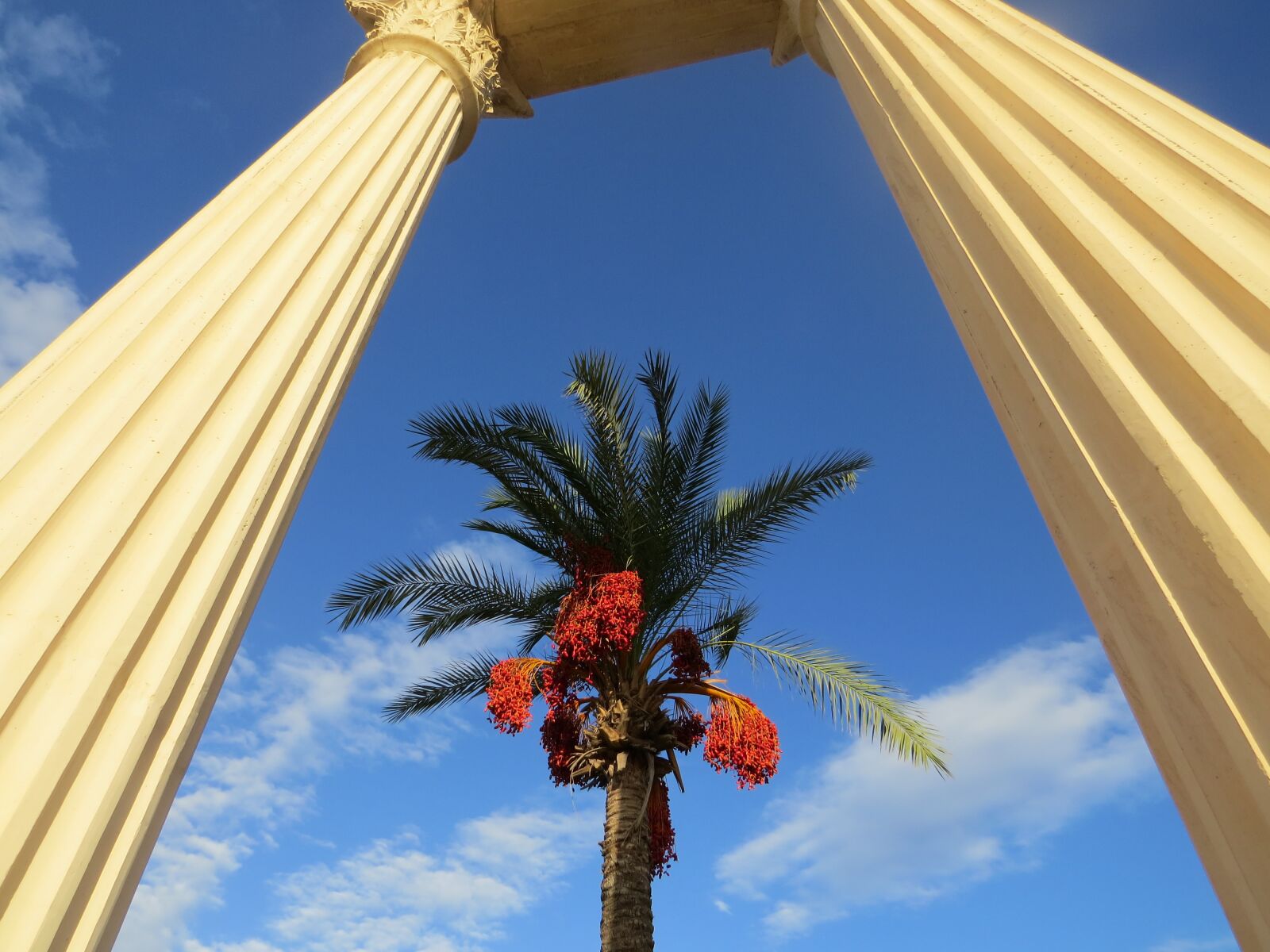 Canon PowerShot SX50 HS sample photo. Palm tree, roman columns photography