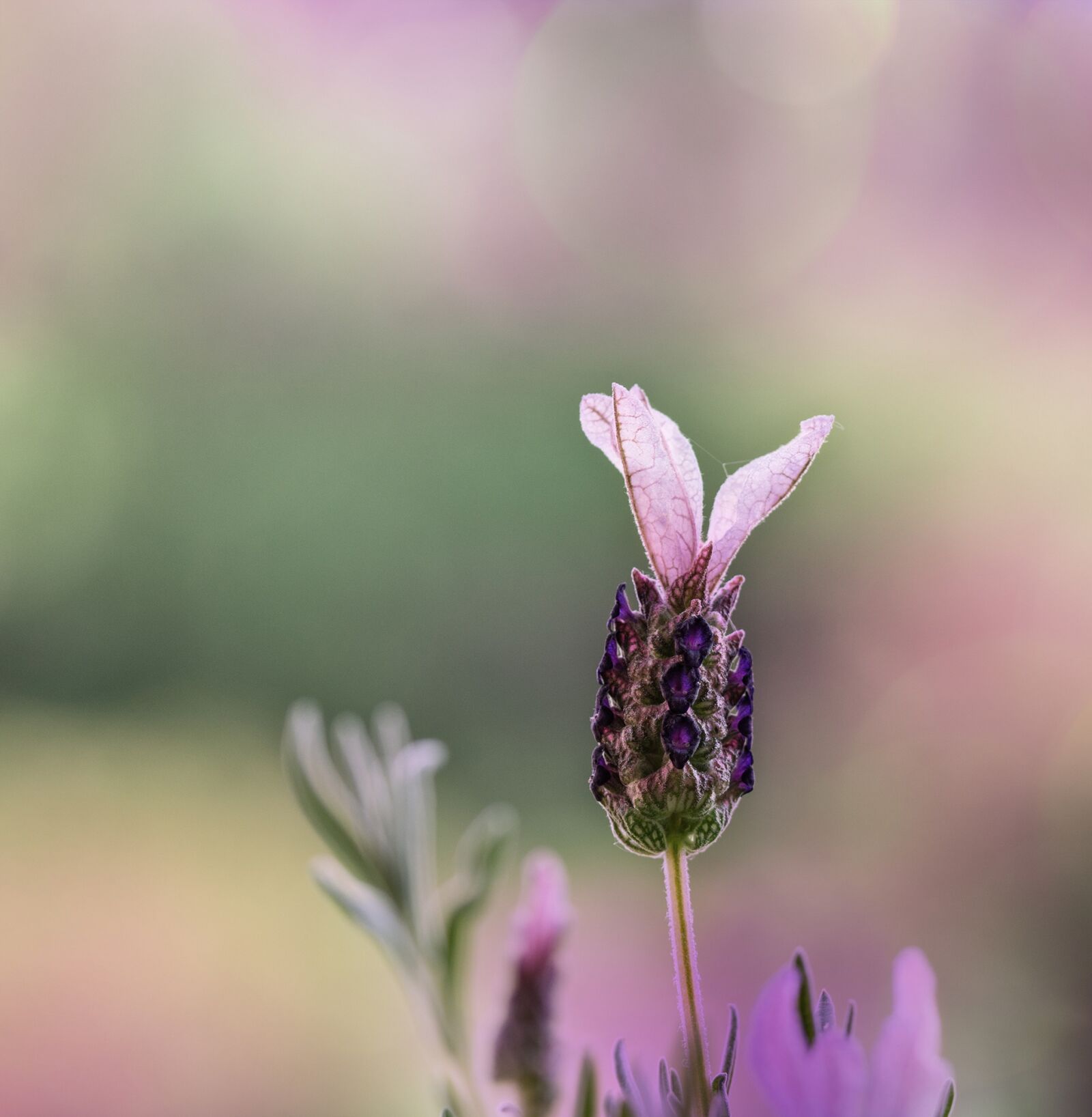 Sony SLT-A77 + 105mm F2.8 sample photo. Lavender, purple, lavender flowers photography