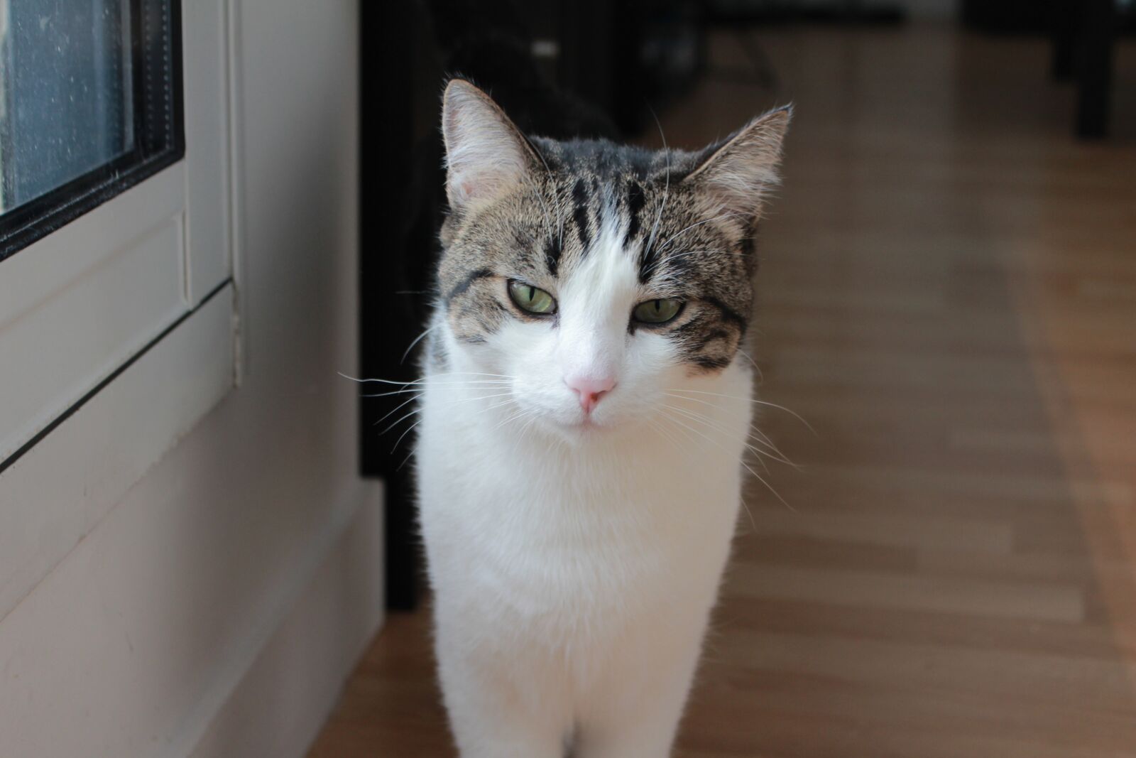 Canon EOS 700D (EOS Rebel T5i / EOS Kiss X7i) sample photo. Cute, cat, portrait photography
