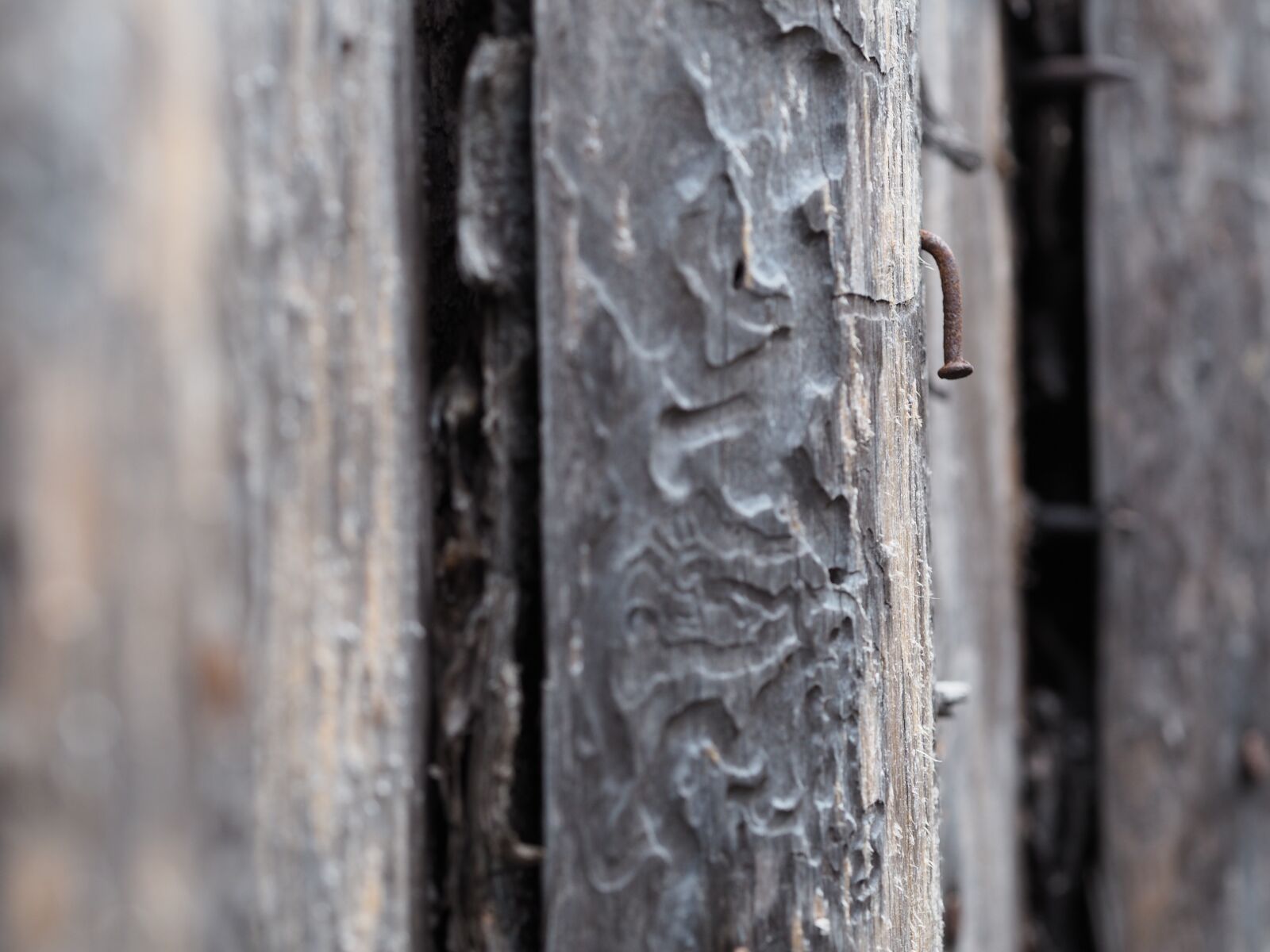 Olympus M.Zuiko Digital ED 60mm F2.8 Macro sample photo. Wood, nature, structure photography