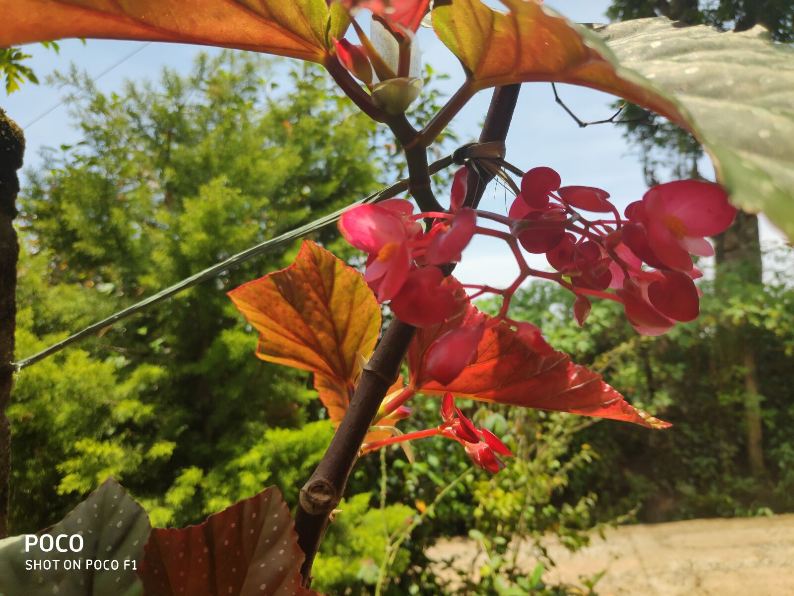 Xiaomi POCO F1 sample photo. Flower, red, green photography