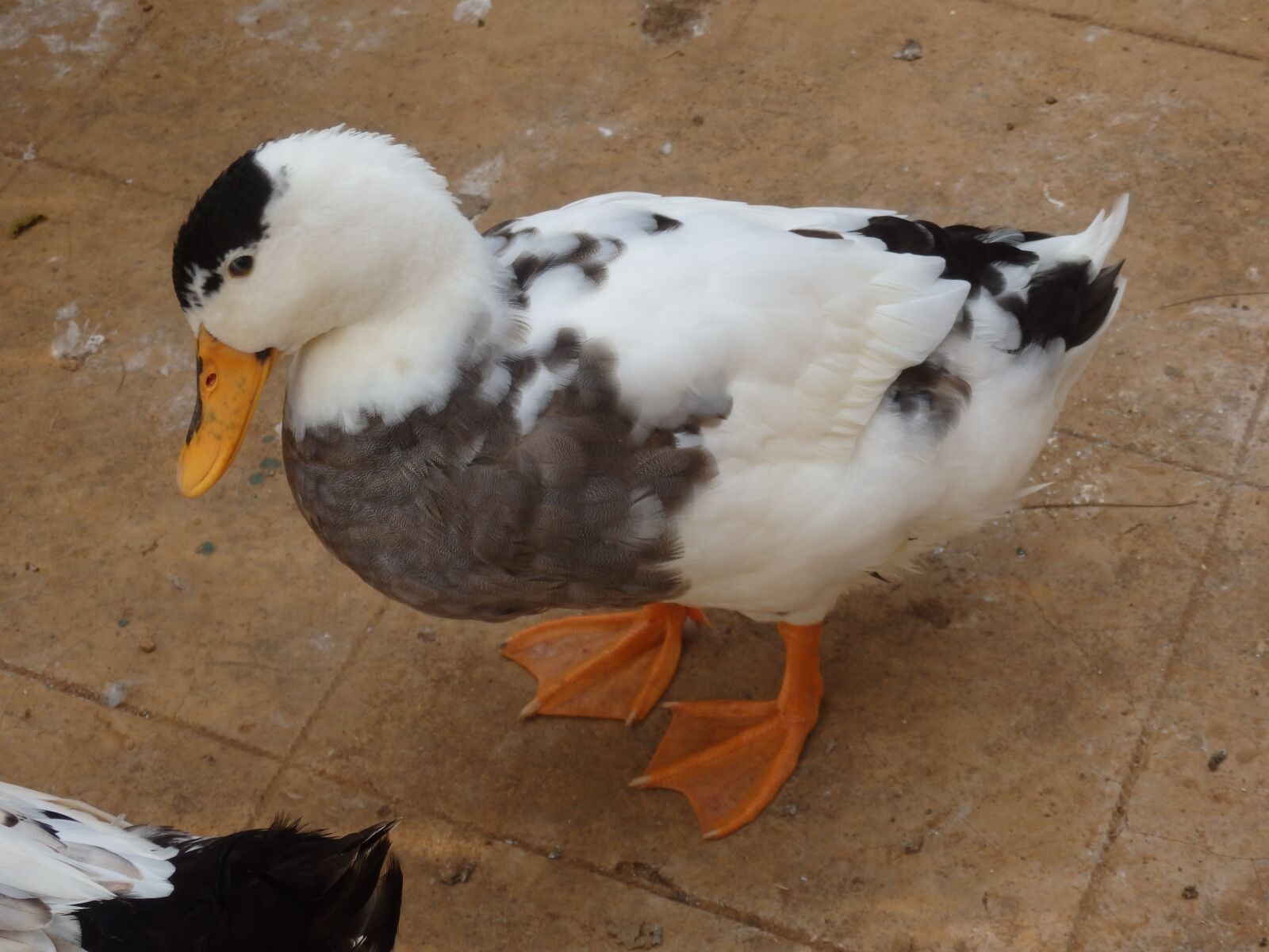 Olympus SZ-16,DZ-105 sample photo. Duck, magpie, feather photography