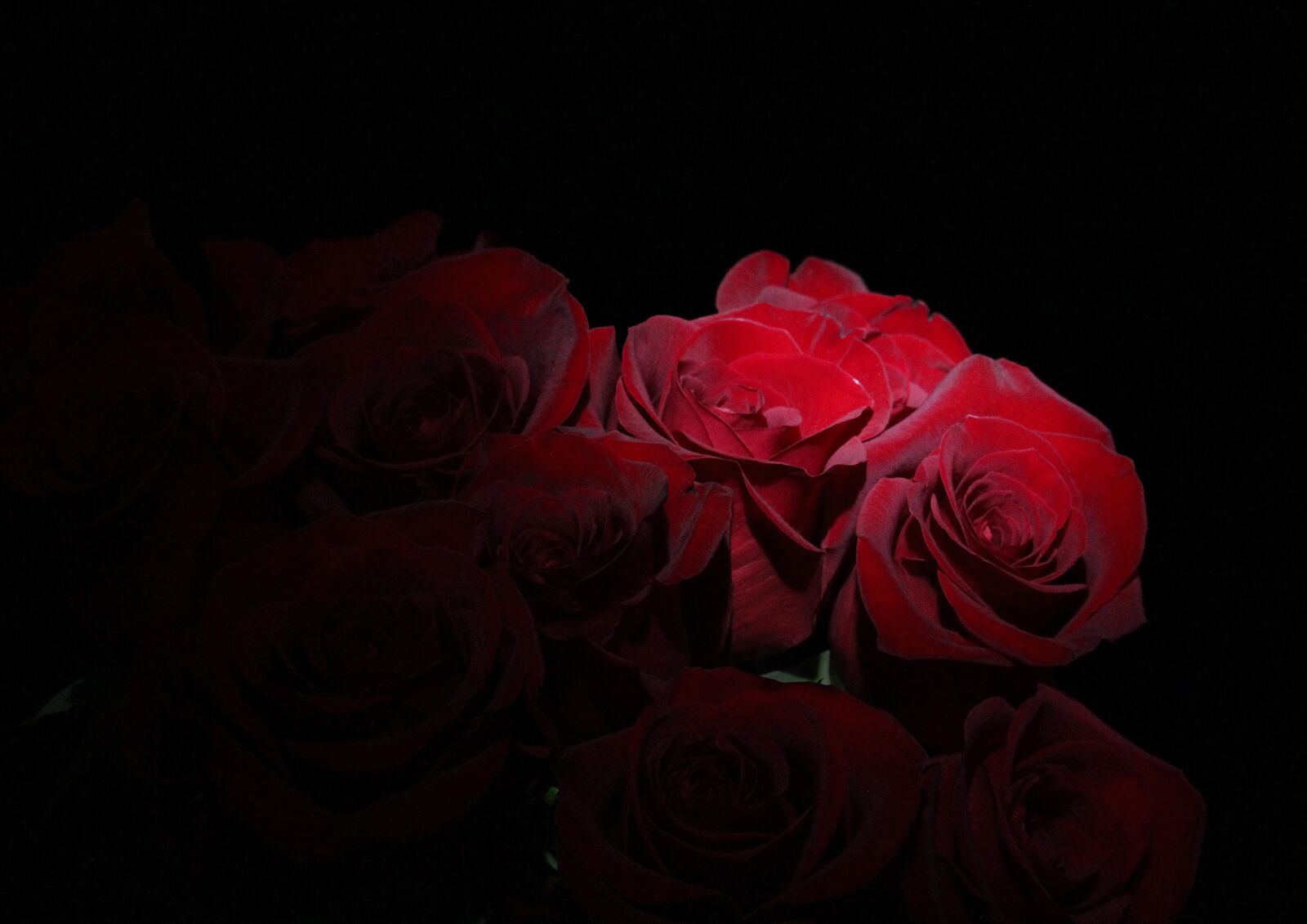 Canon EF-S 55-250mm F4-5.6 IS STM sample photo. Roses, bouquet, flowers photography