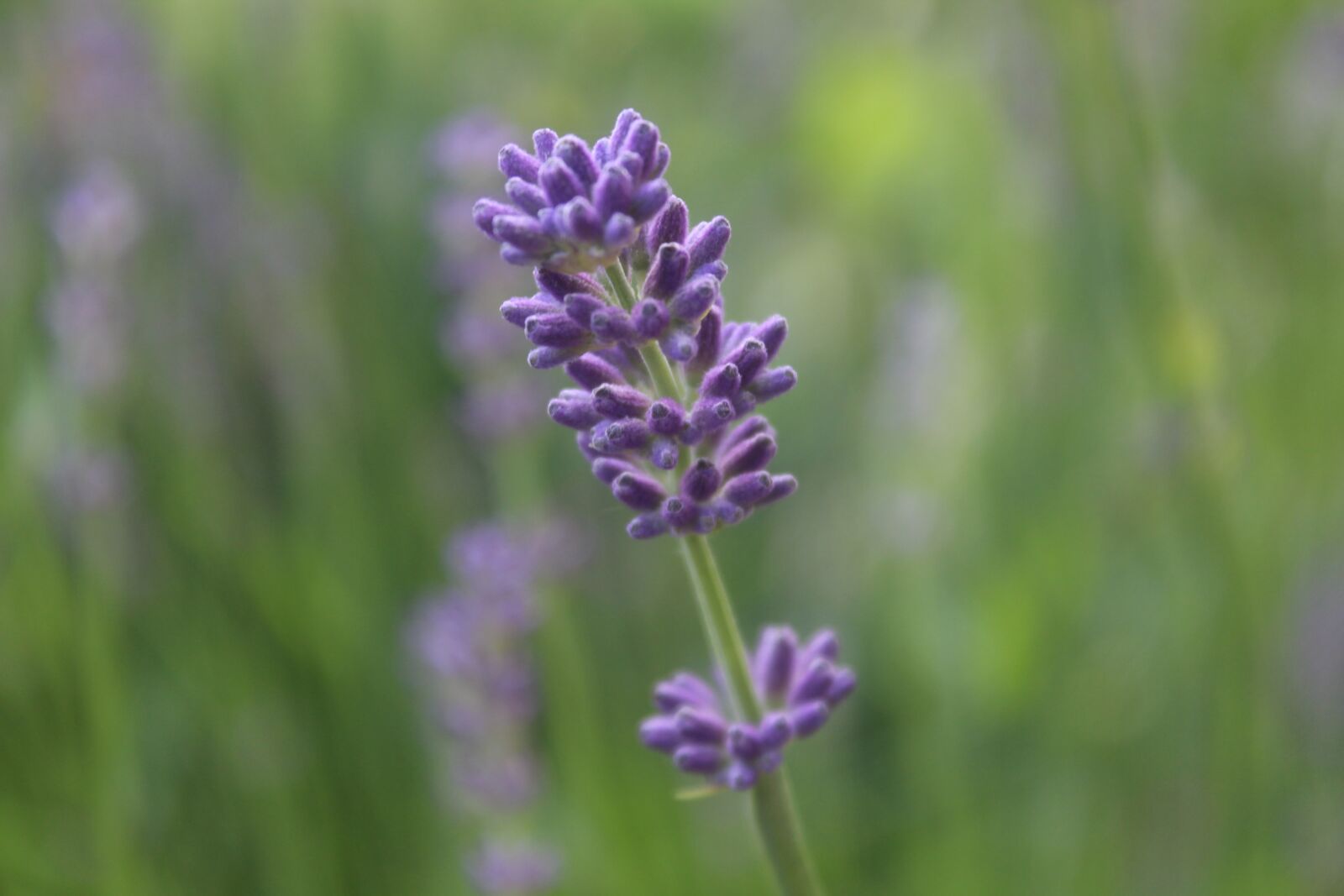Canon EOS 1300D (EOS Rebel T6 / EOS Kiss X80) sample photo. Lavender, purple, background photography