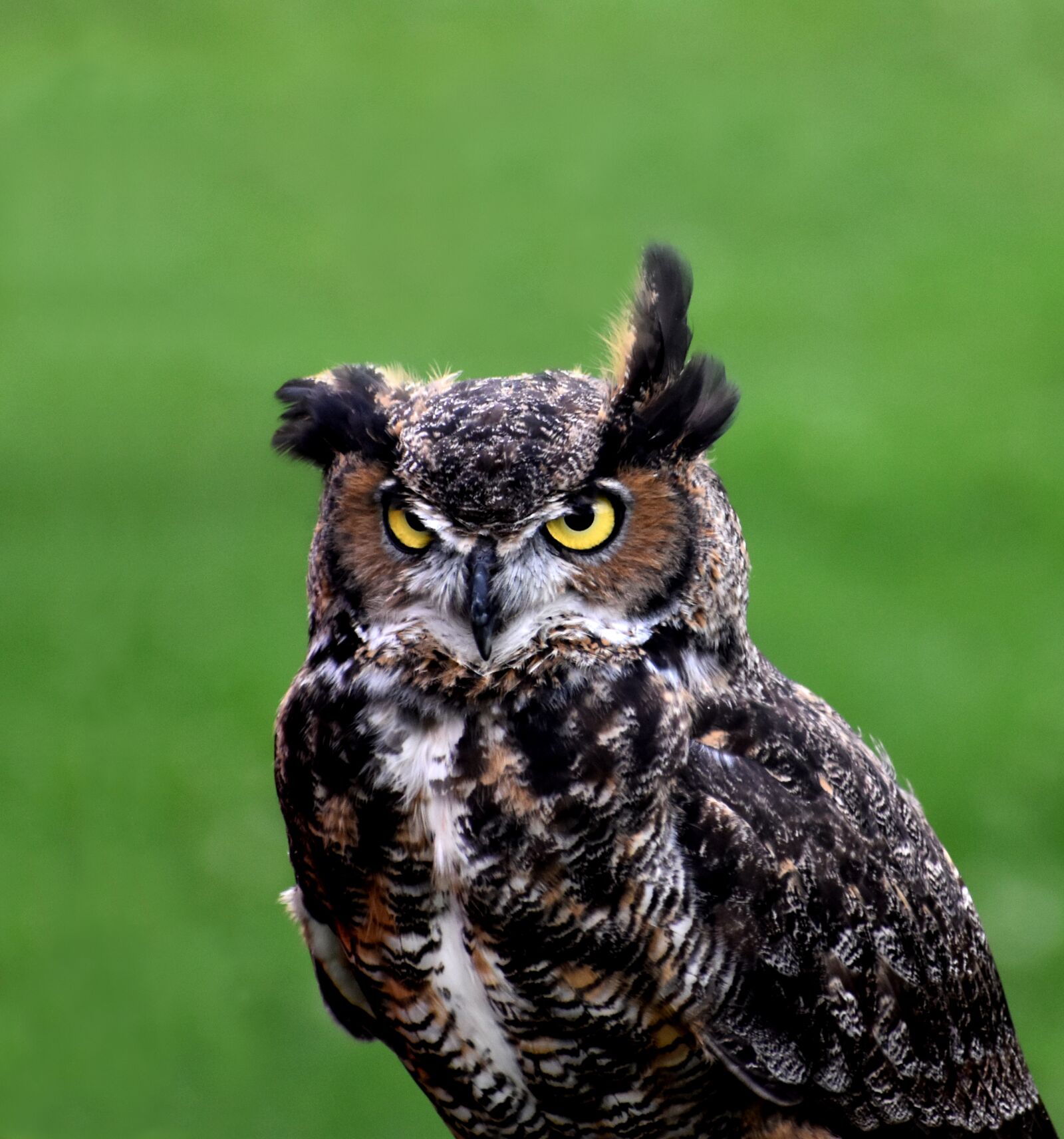 Nikon D5600 sample photo. Owl, animal, bird photography