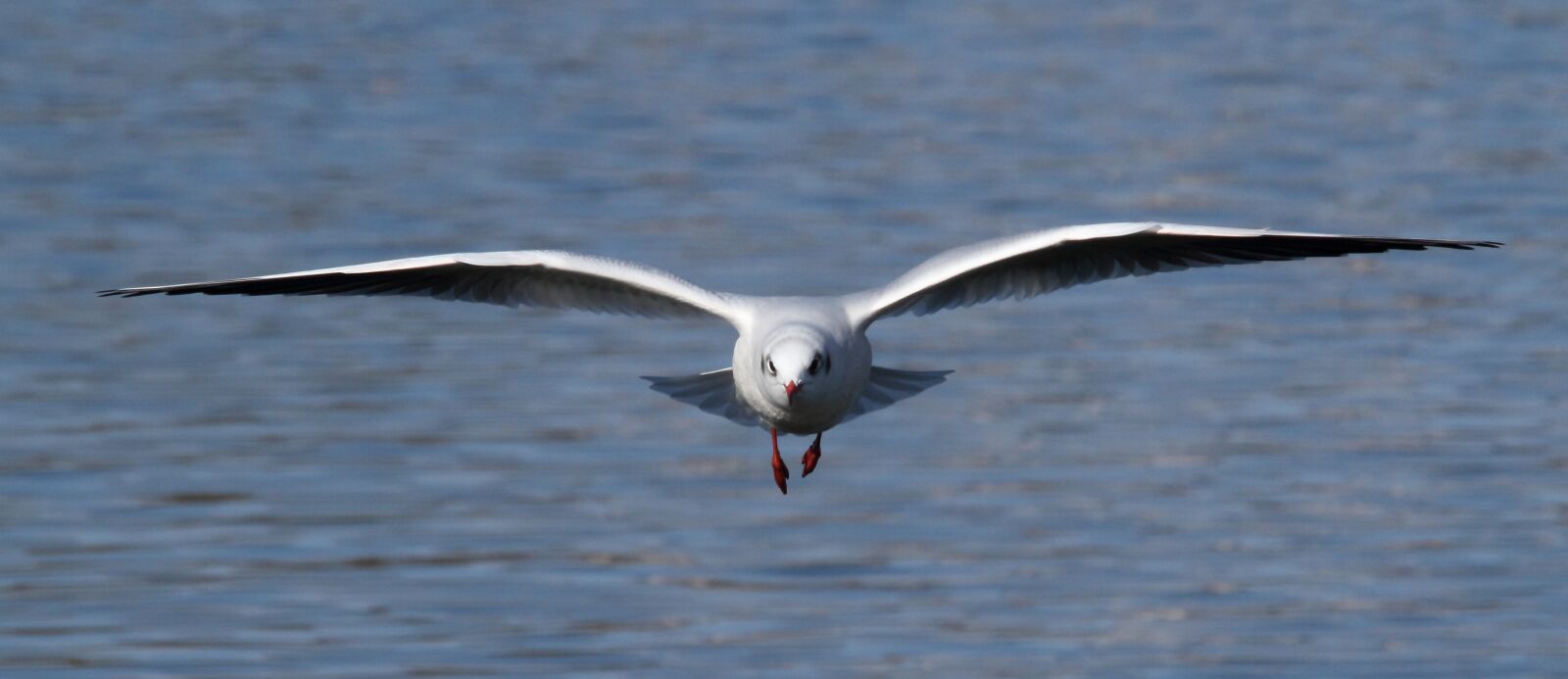 Canon EOS 7D sample photo. Seagull, bird, animal photography
