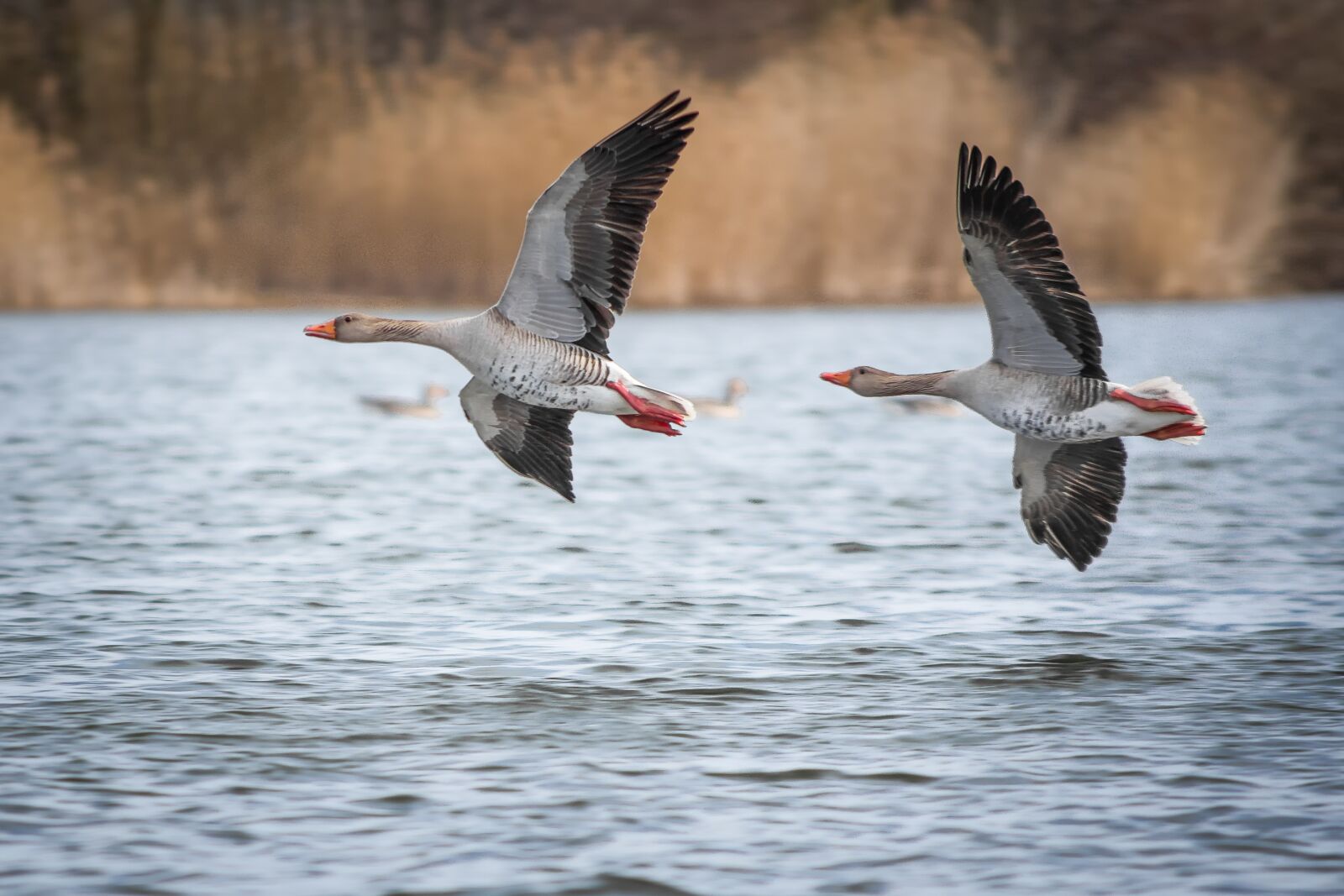 Nikon D7200 sample photo. Geese, greylag goose, lake photography