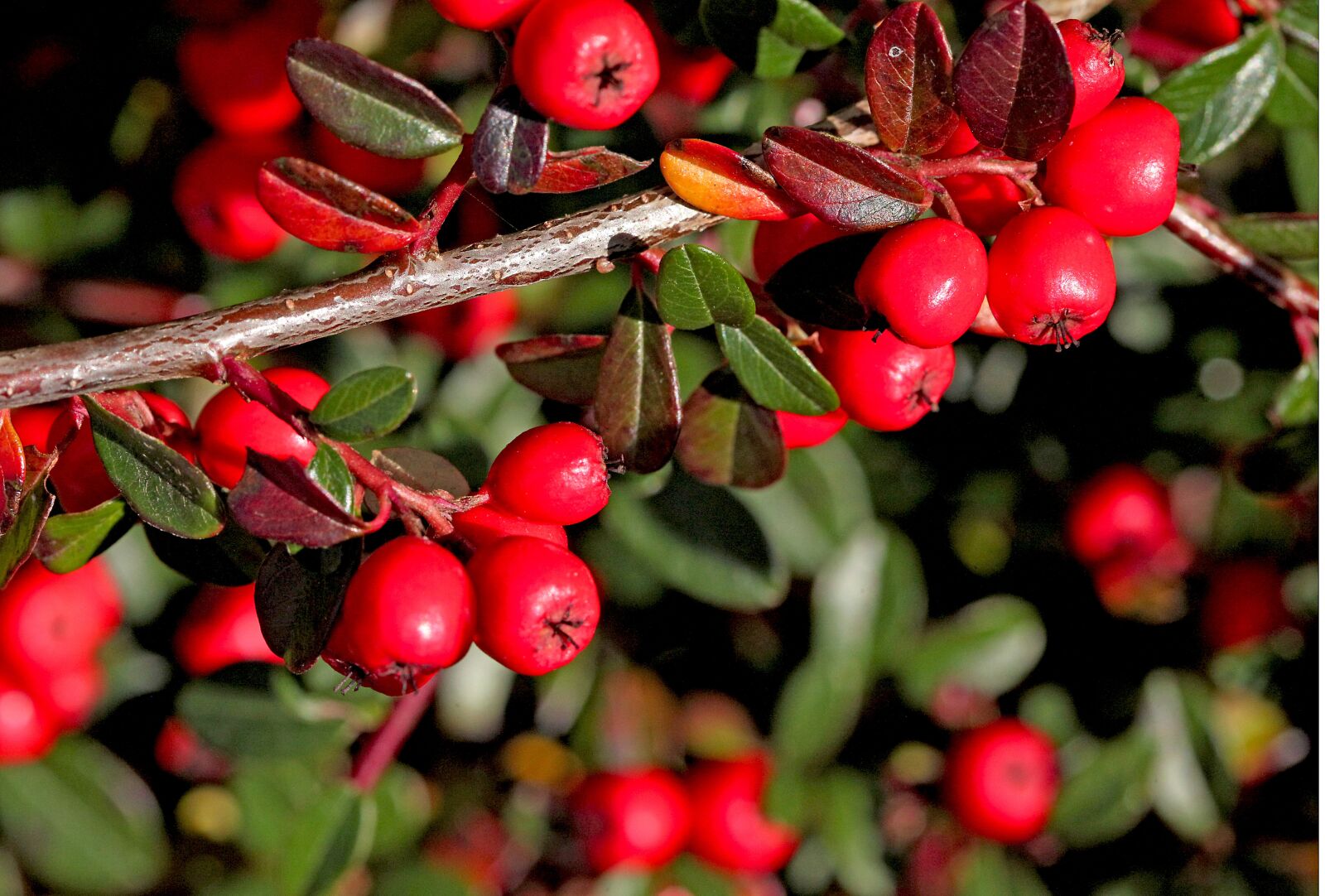 Canon EOS 5D Mark II sample photo. Cotoneaster, cotoneaster crown, shrubs photography
