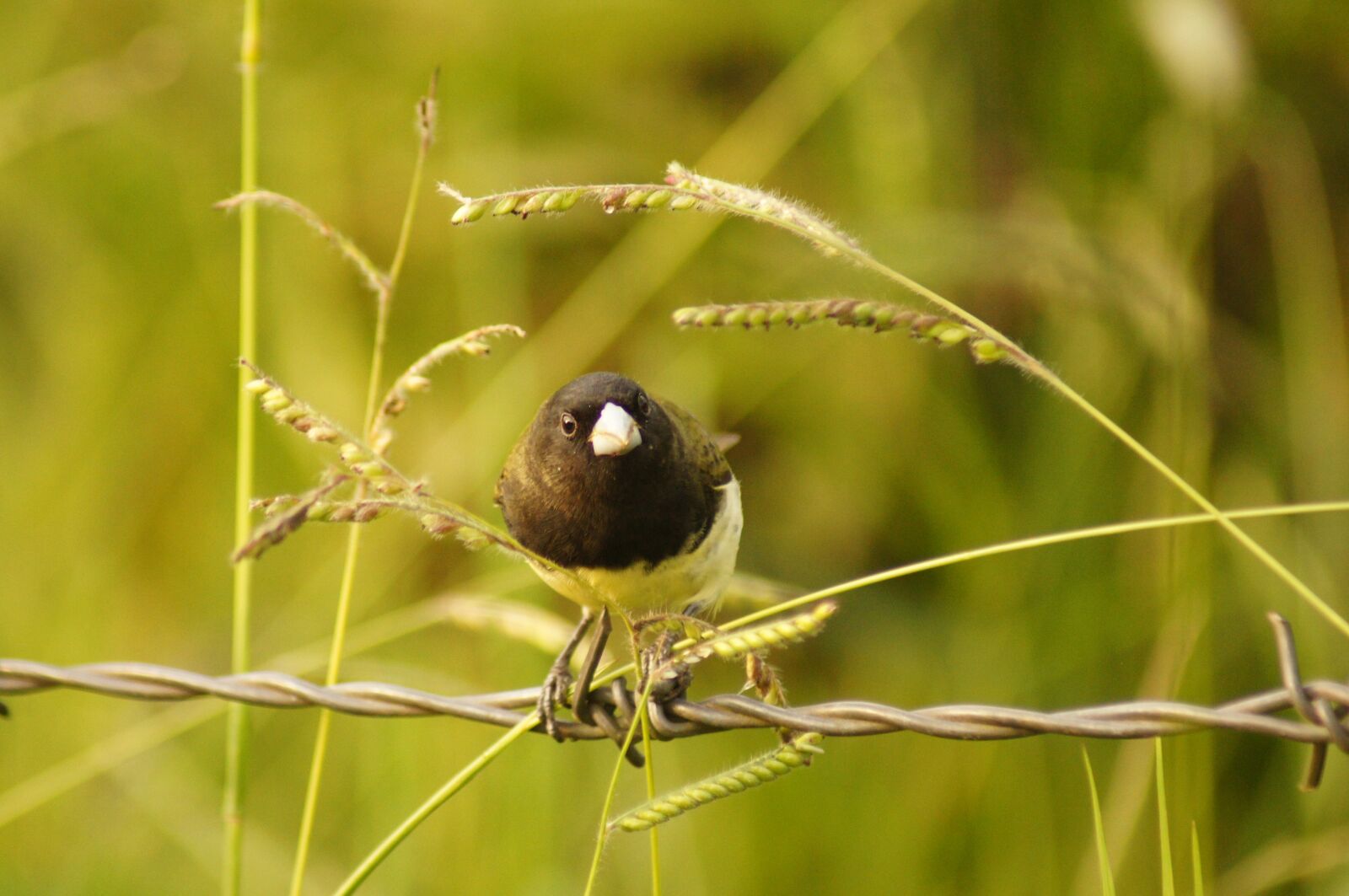 Sony SLT-A55 (SLT-A55V) sample photo. Birds, armenia, quindio photography