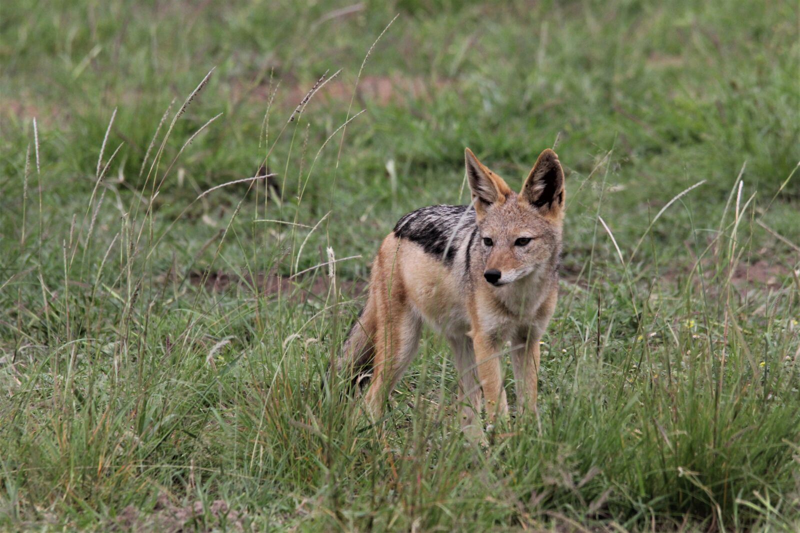 Canon EOS 60D sample photo. Silver, backed, jackal photography
