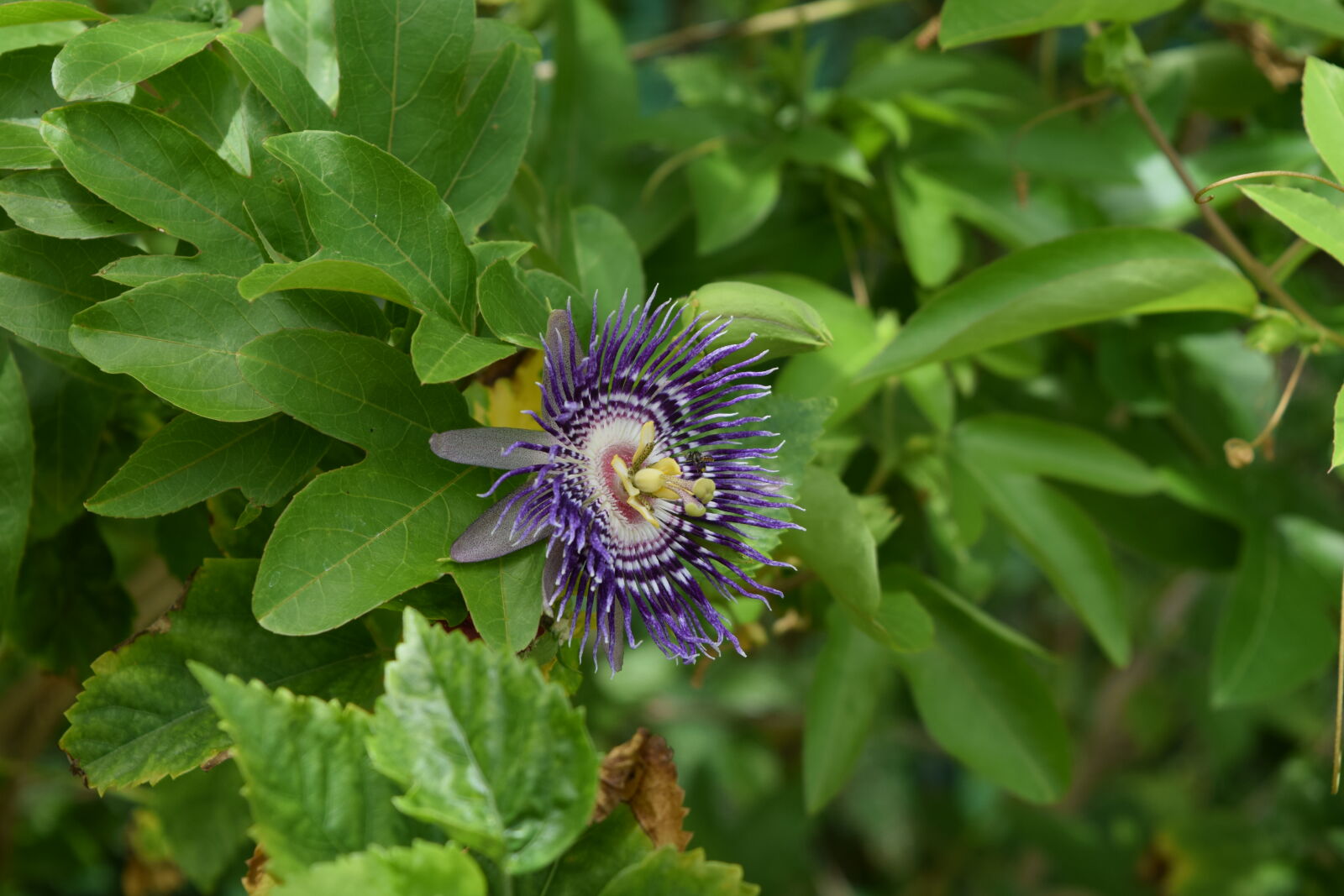 Nikon D3300 sample photo. Flower, india, wildflower photography